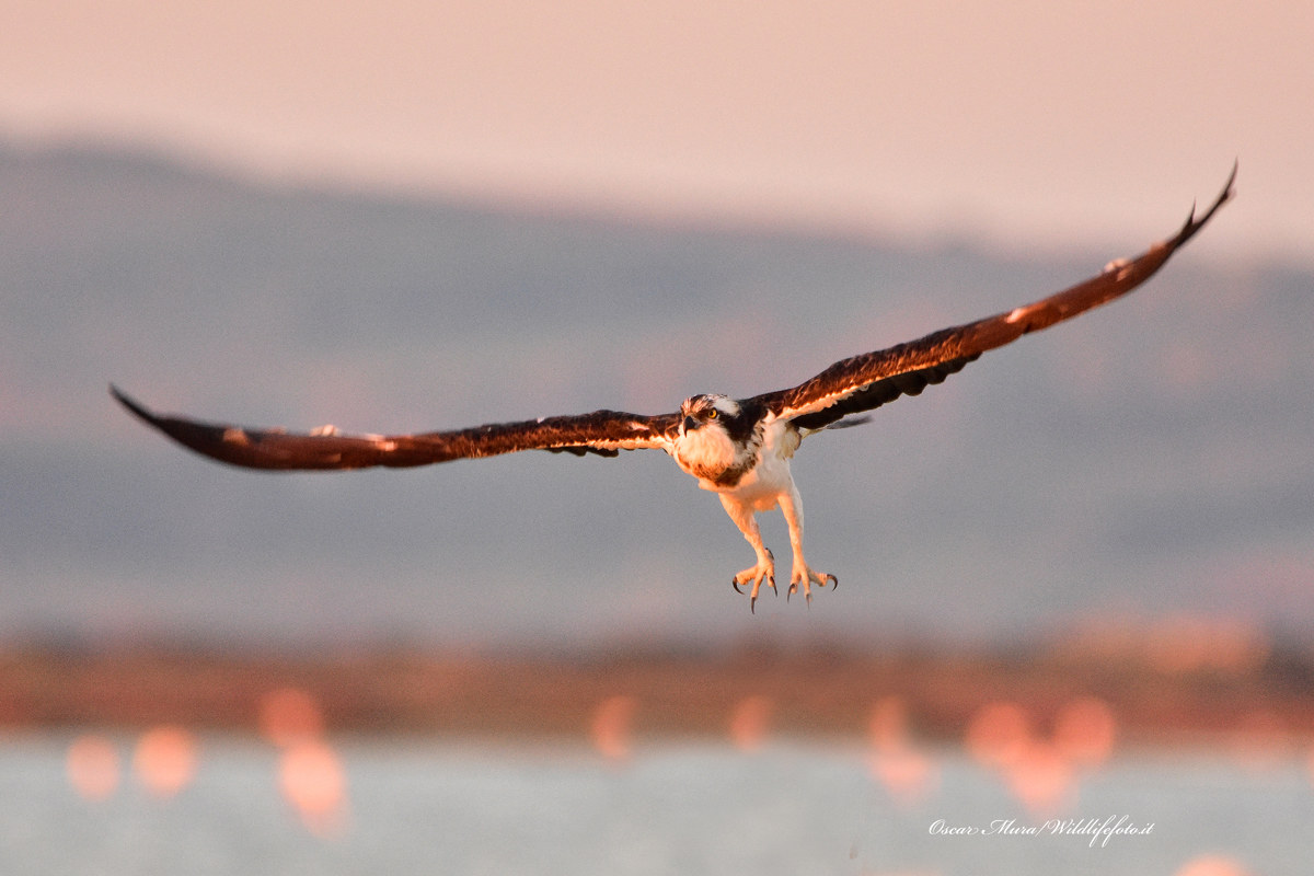Falco Pescatore Osprey...