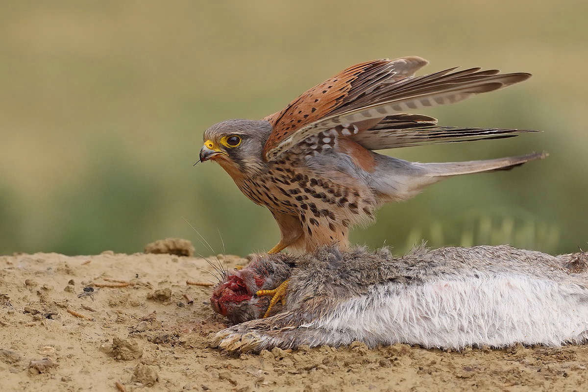 Kestrel...