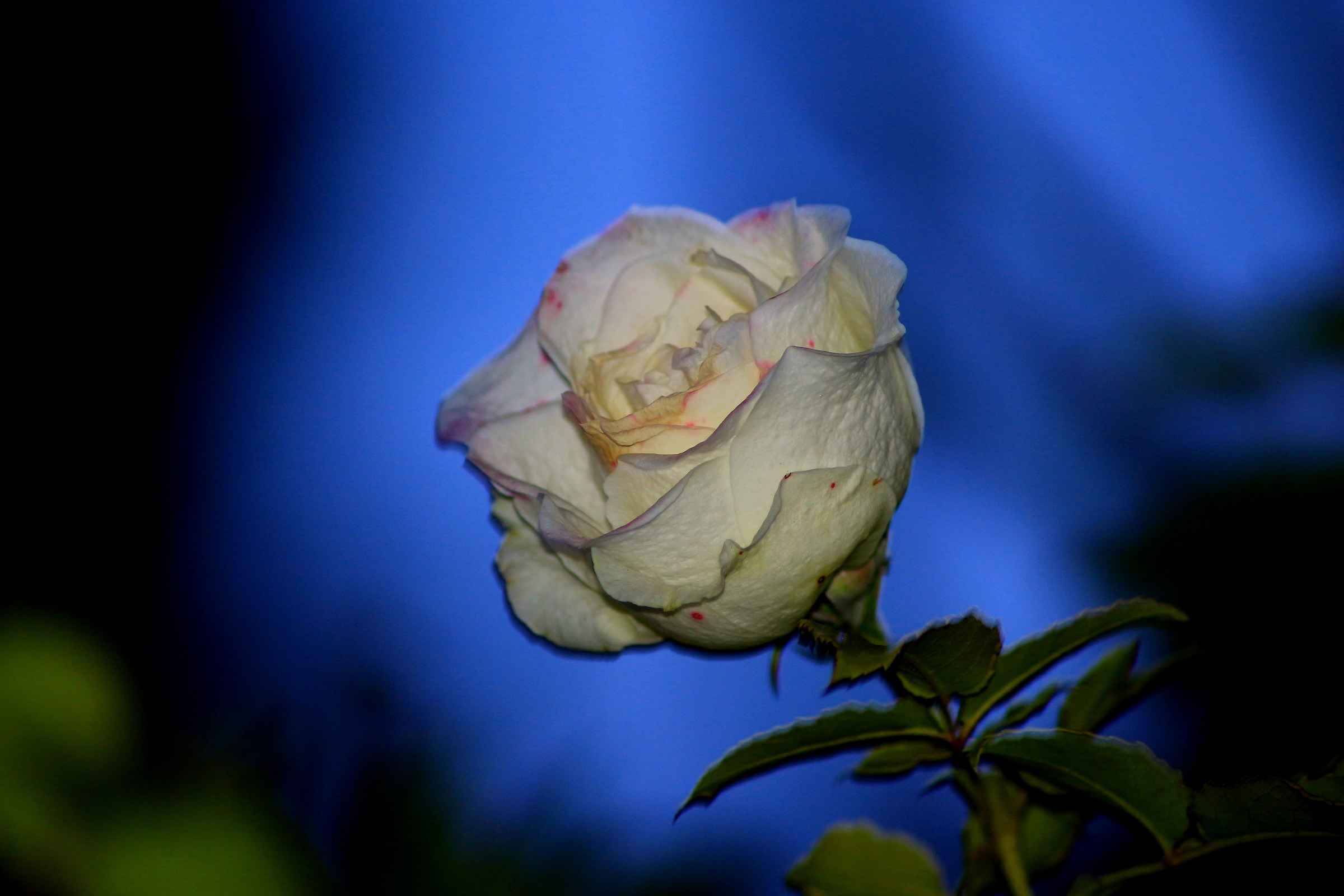 rosa bianca al tramonto...
