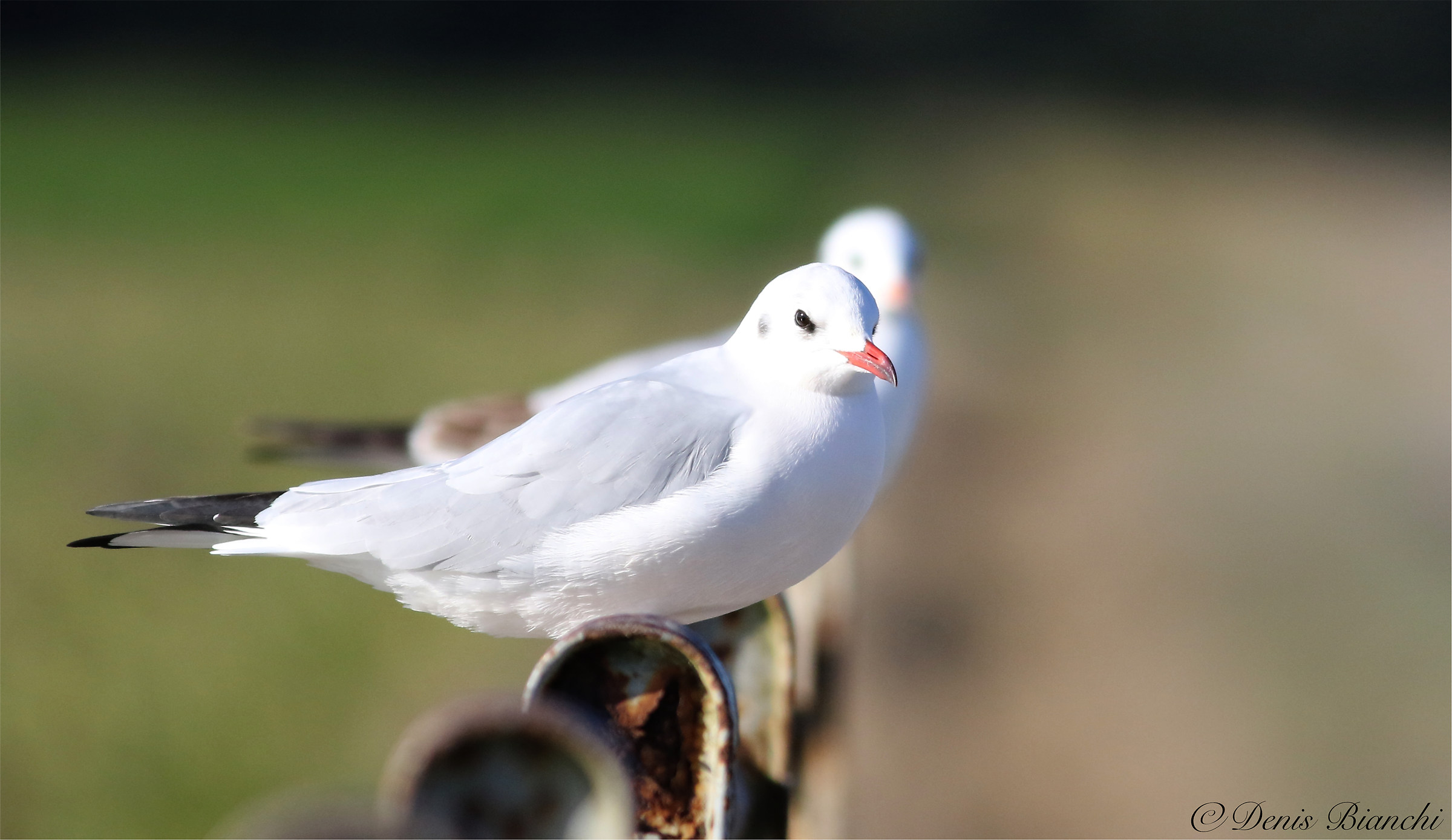 Seagulls...