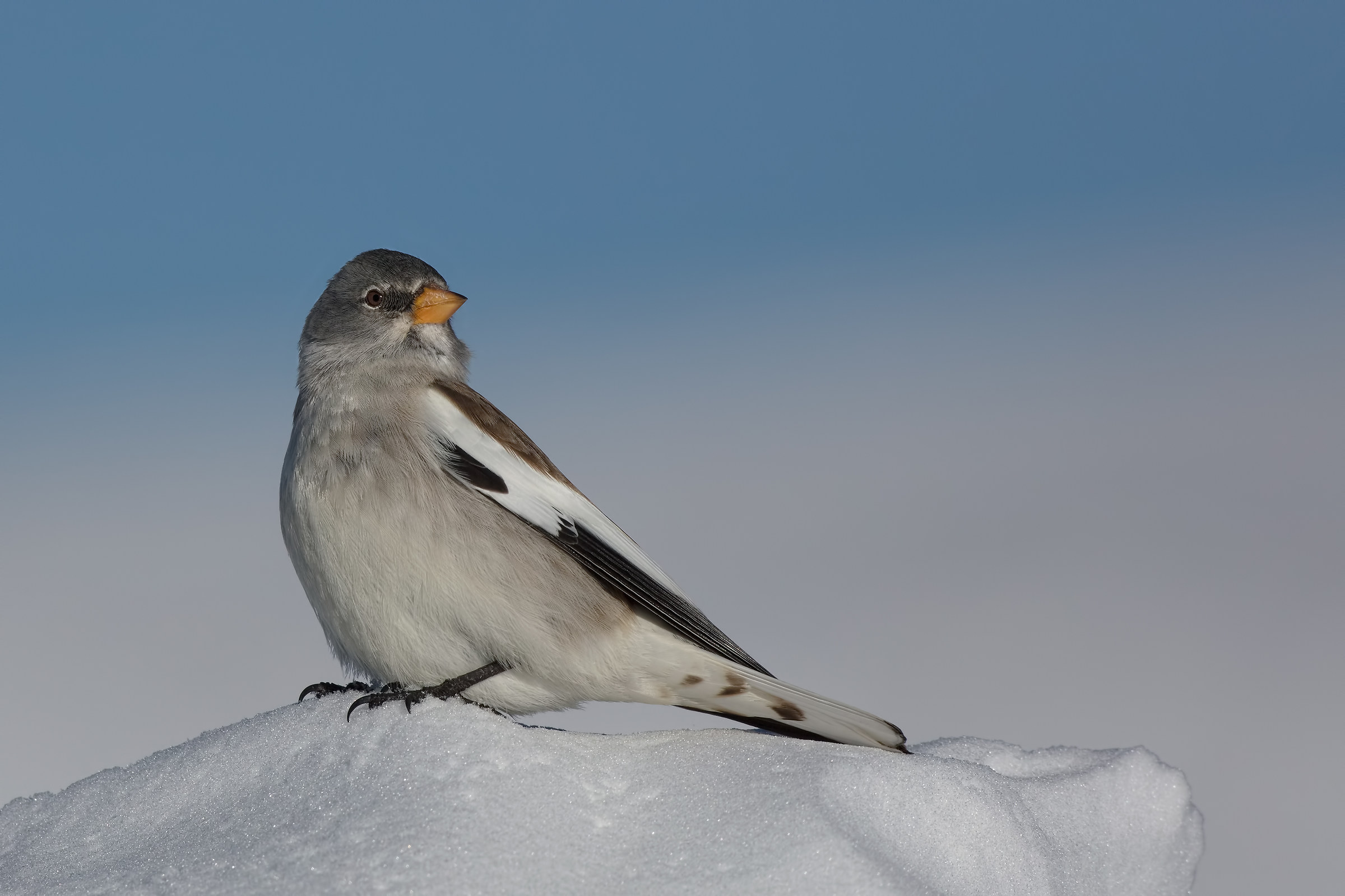 Snow chaffinch (Montifringilla nivalis)...