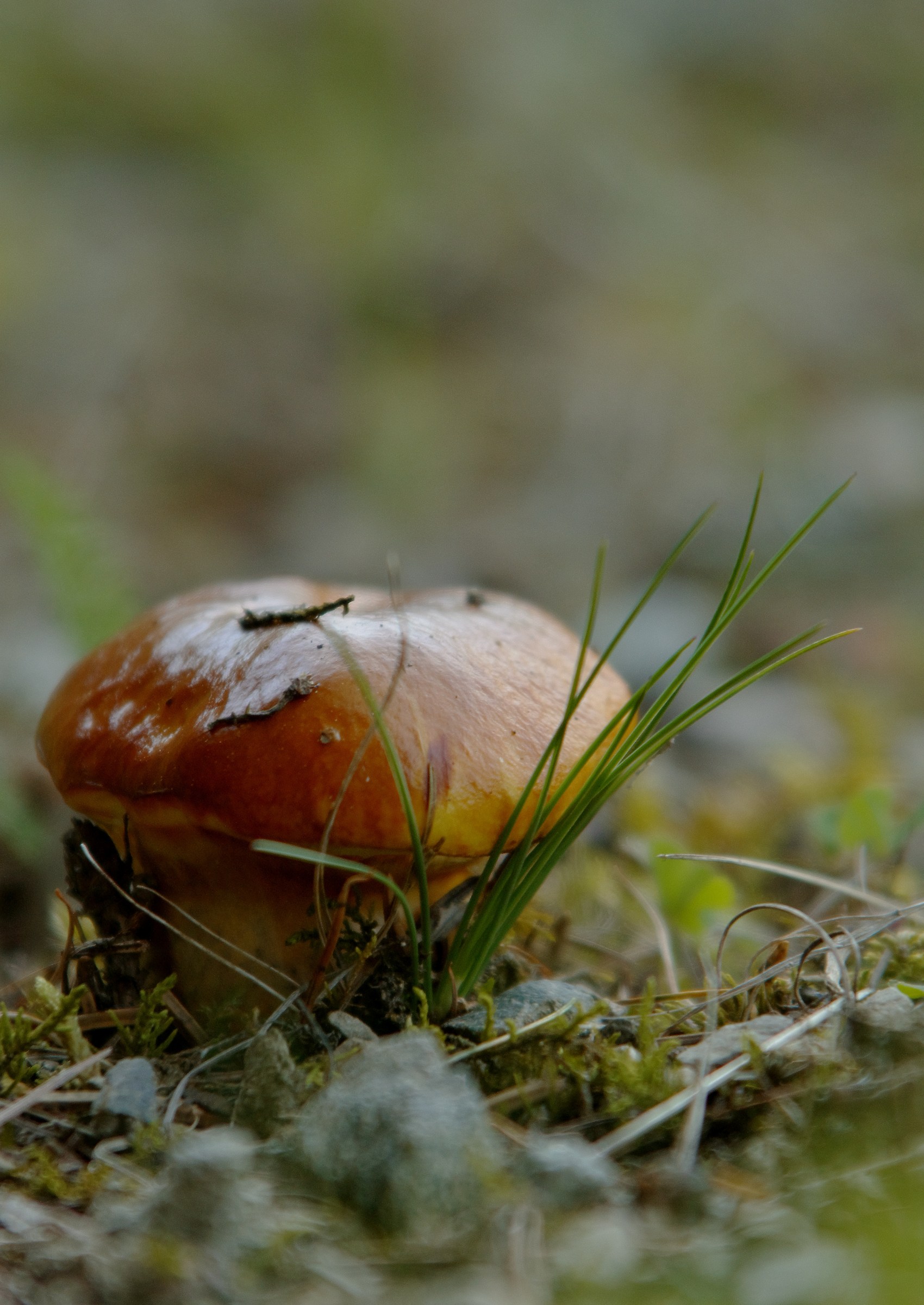 Il funghetto (Suillus Grevillei)...