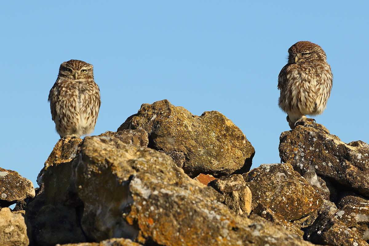 Pair of owls...