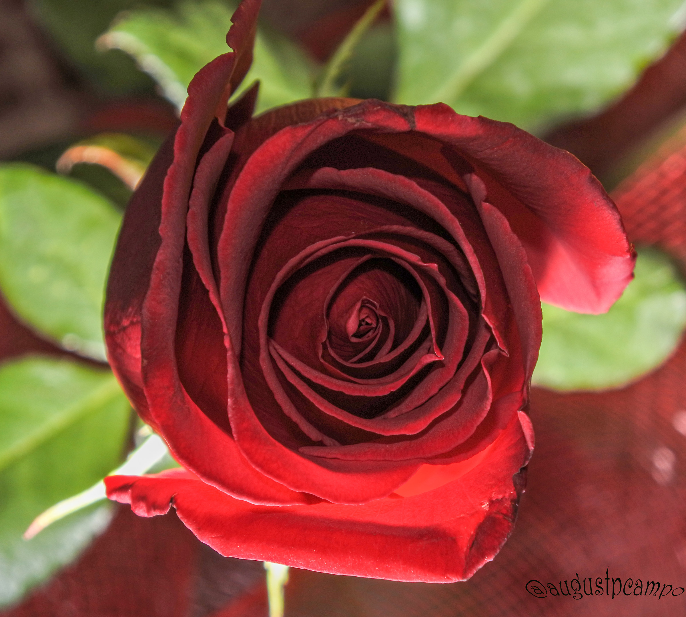 Rose petal...