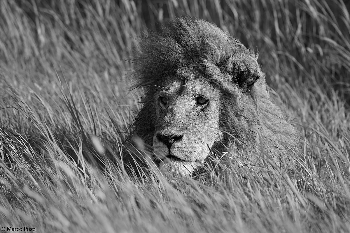 The King of B & W...
