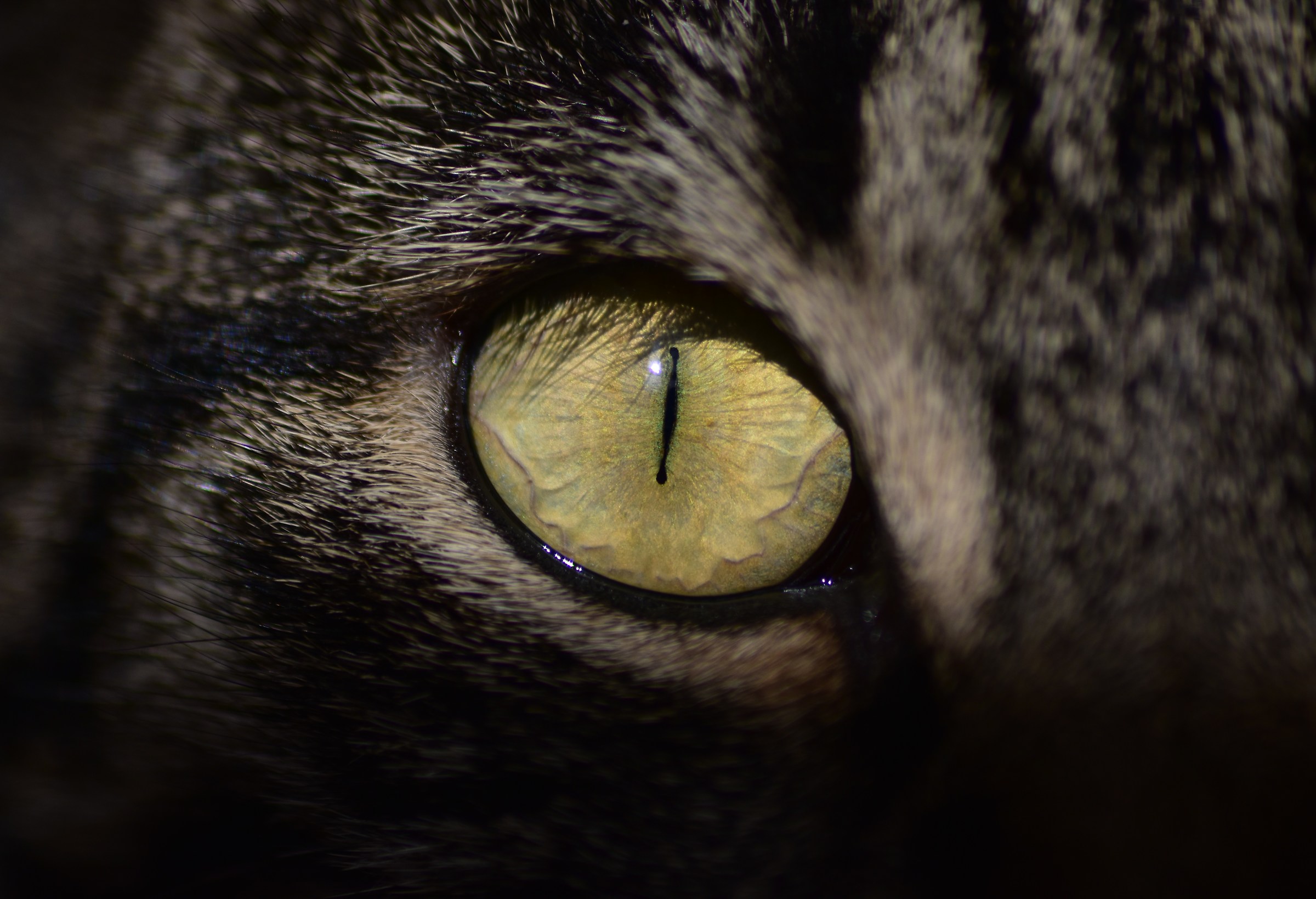 cat eyes...