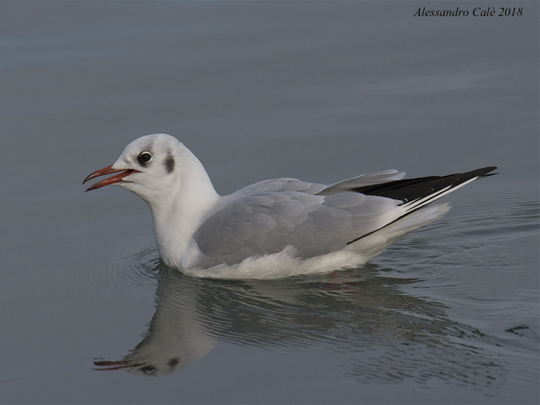 Larus ridibundus (Common Gull) 7969...