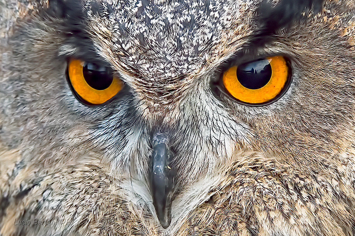 P. p. Royal Owl...