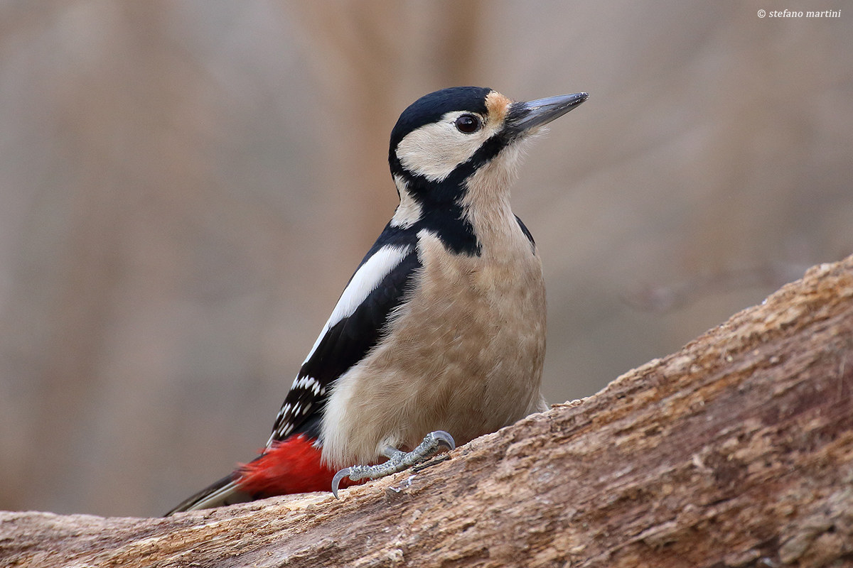 Great spotted woodpecker (female)...