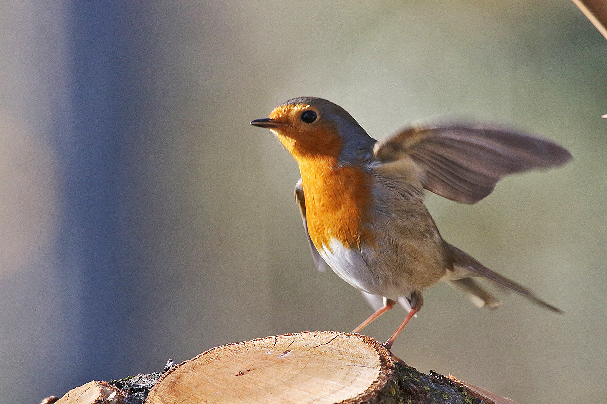 My robin greets you ......