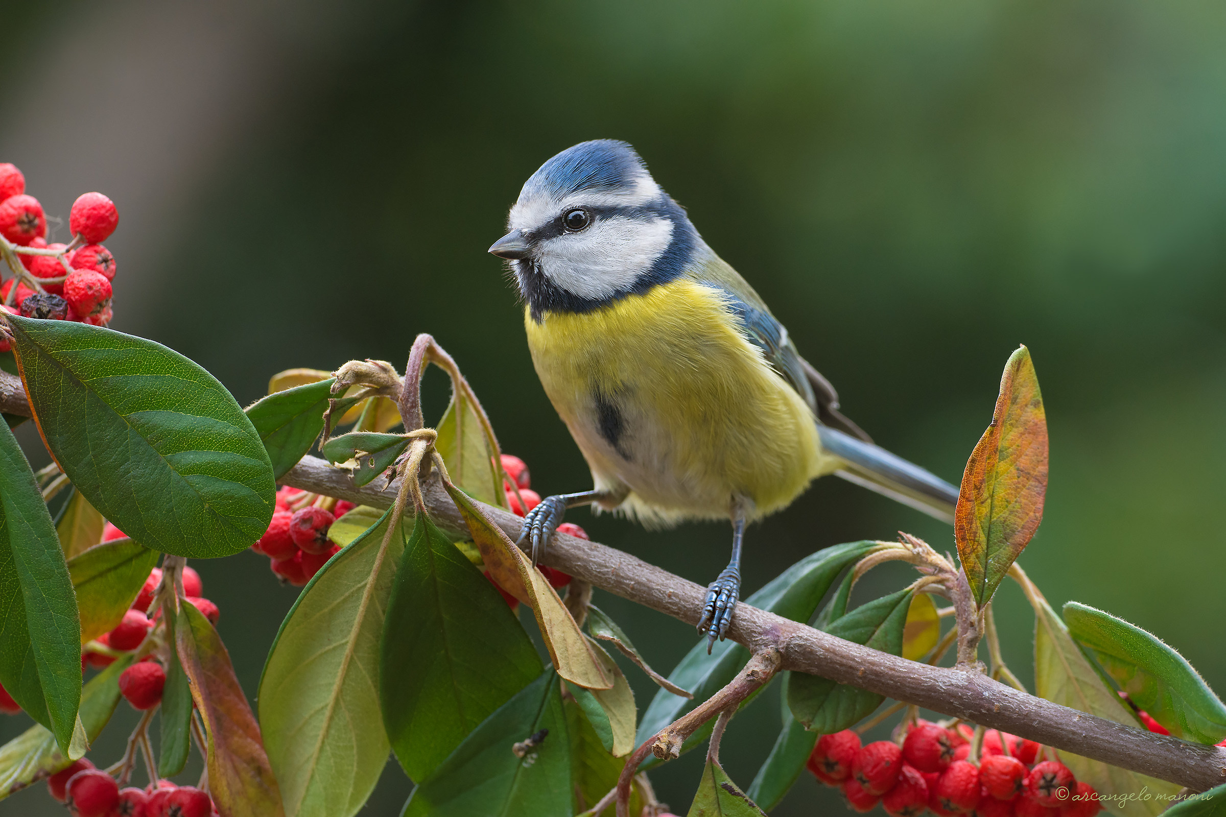 Blue tit on twig of red berries...