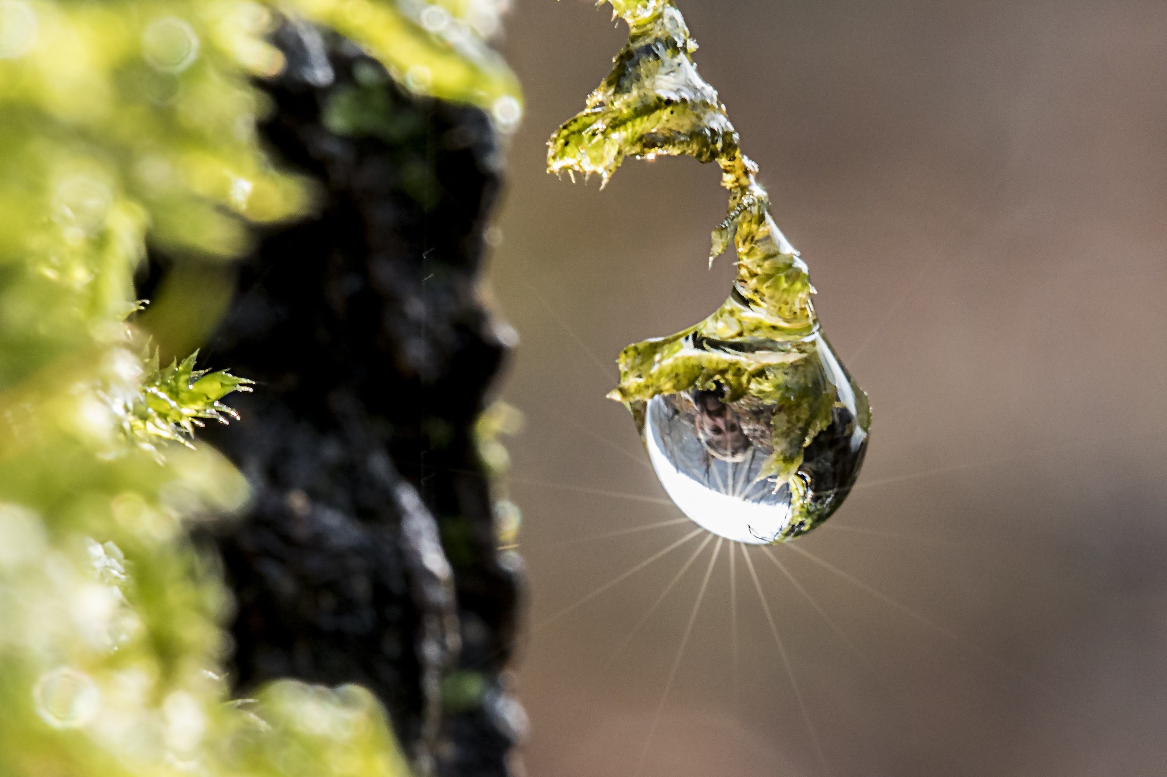 Enclosed in a drop...