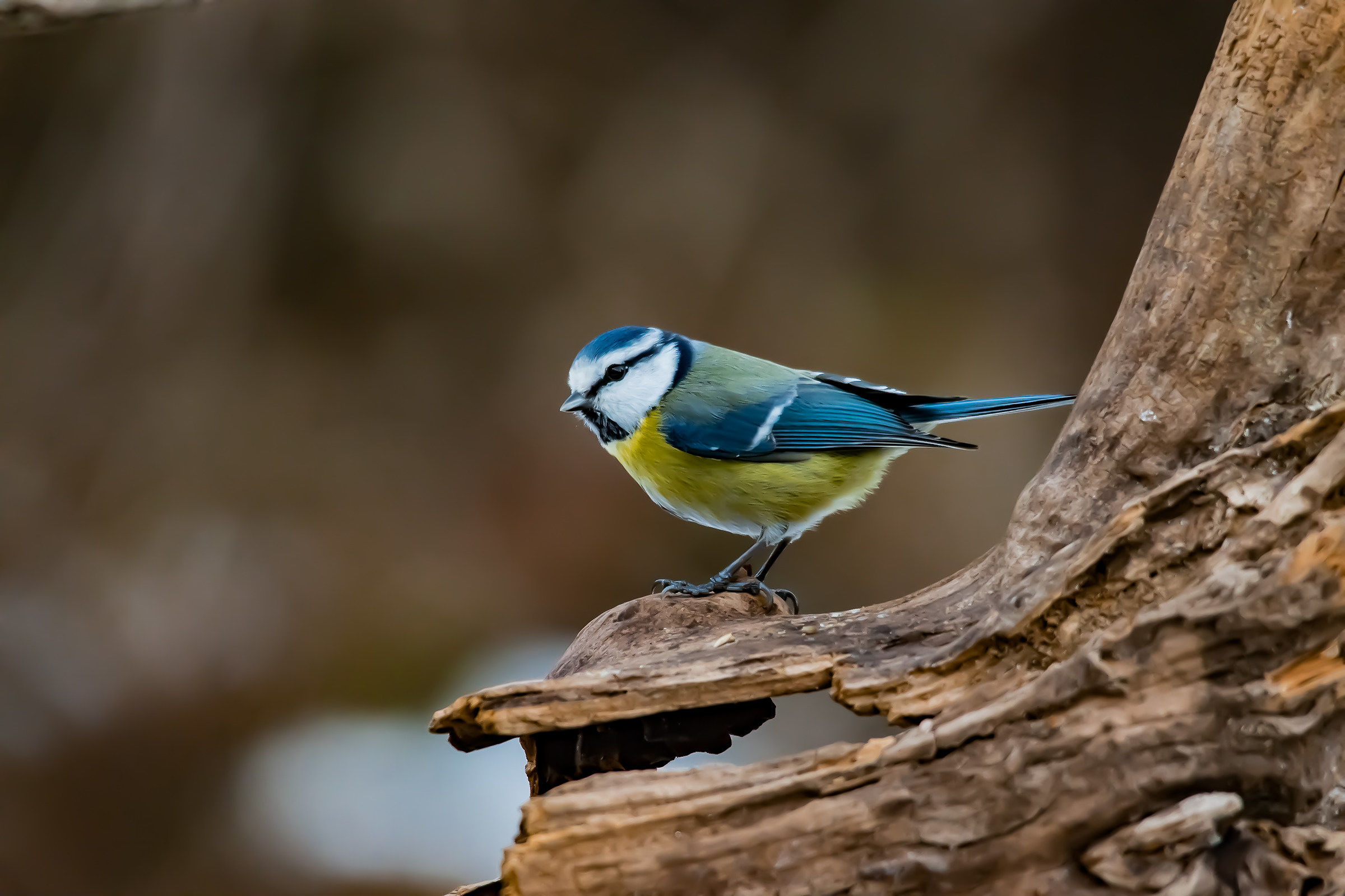 Blue tit in the Alps...