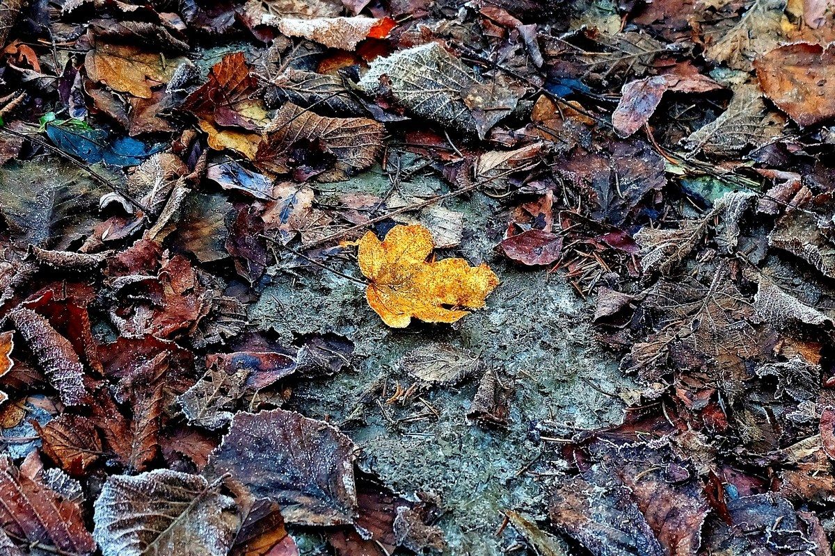 In winter, a golden leaf ......