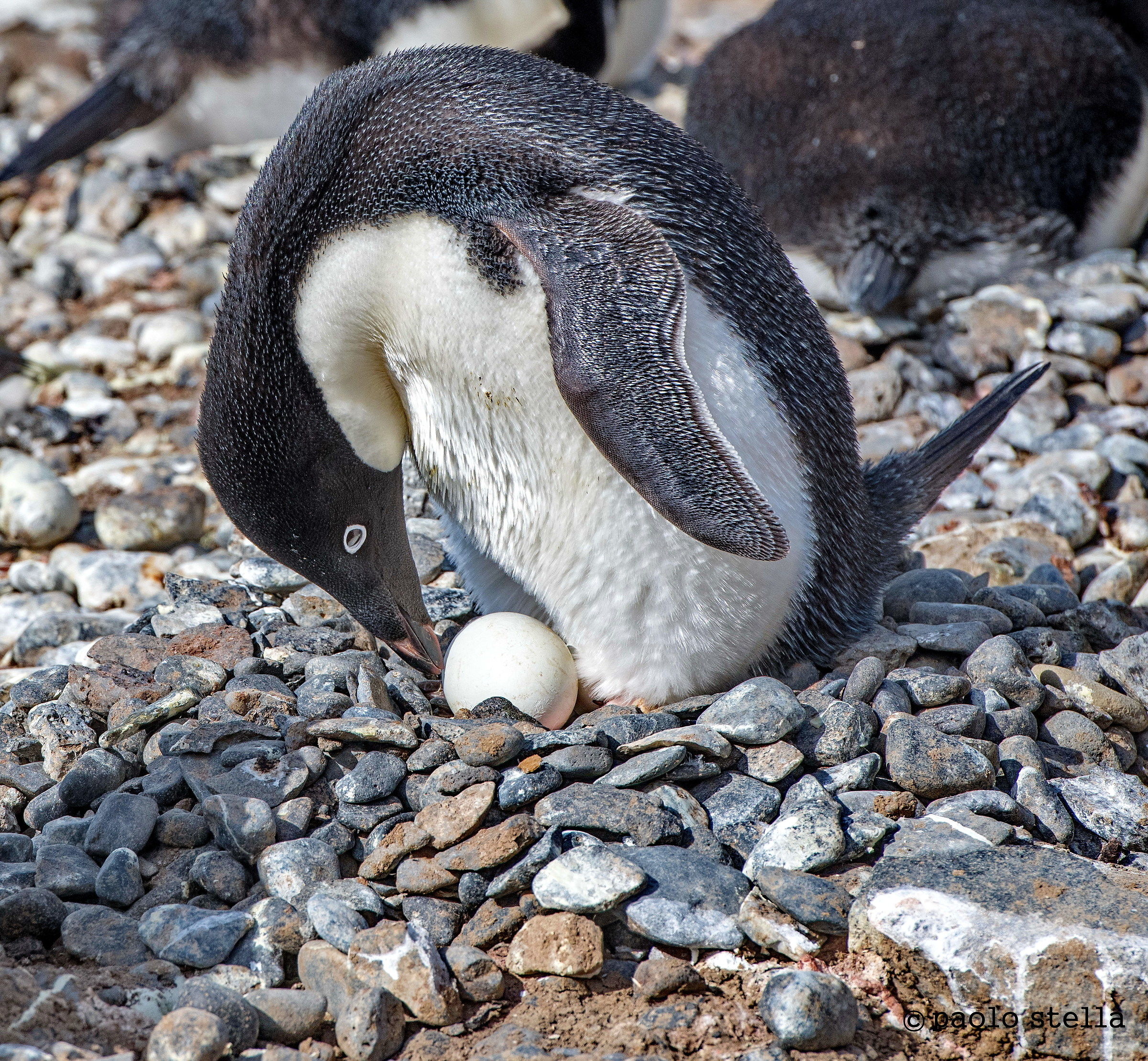 il pinguino ed il suo uovo...