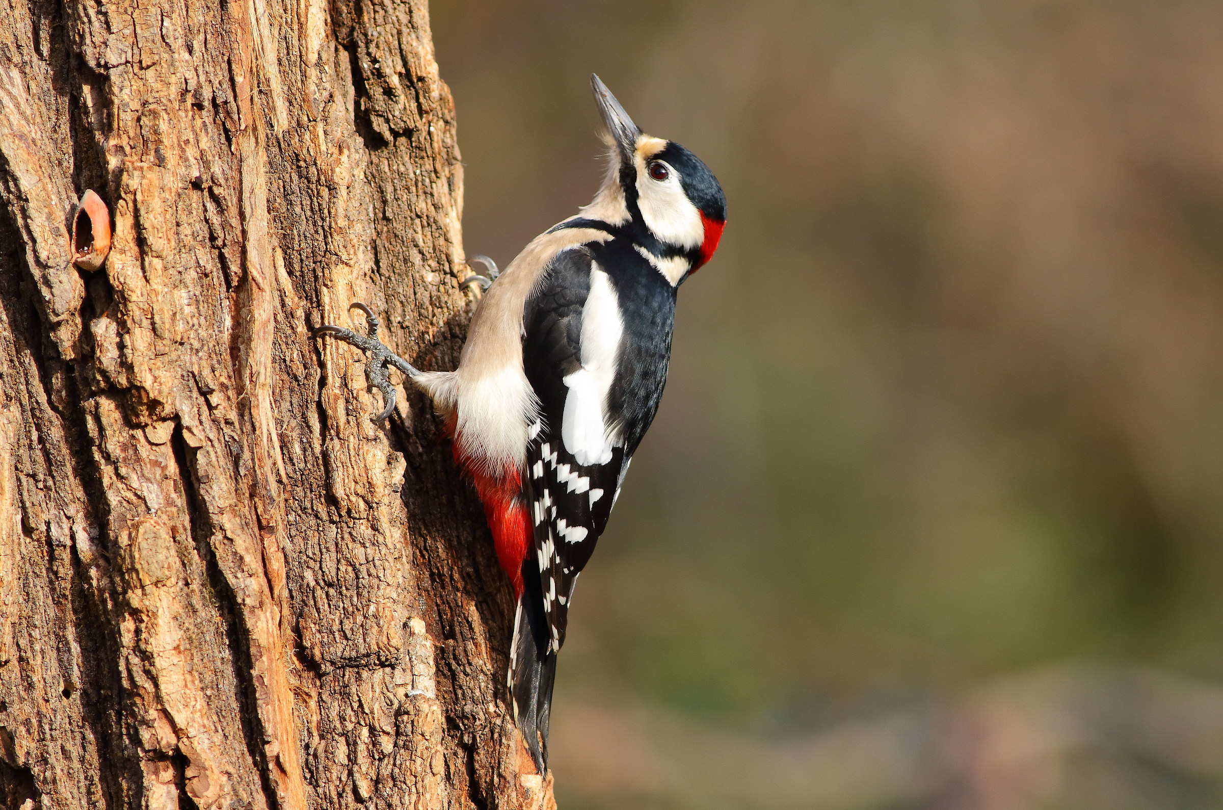 Great spotted woodpecker m....