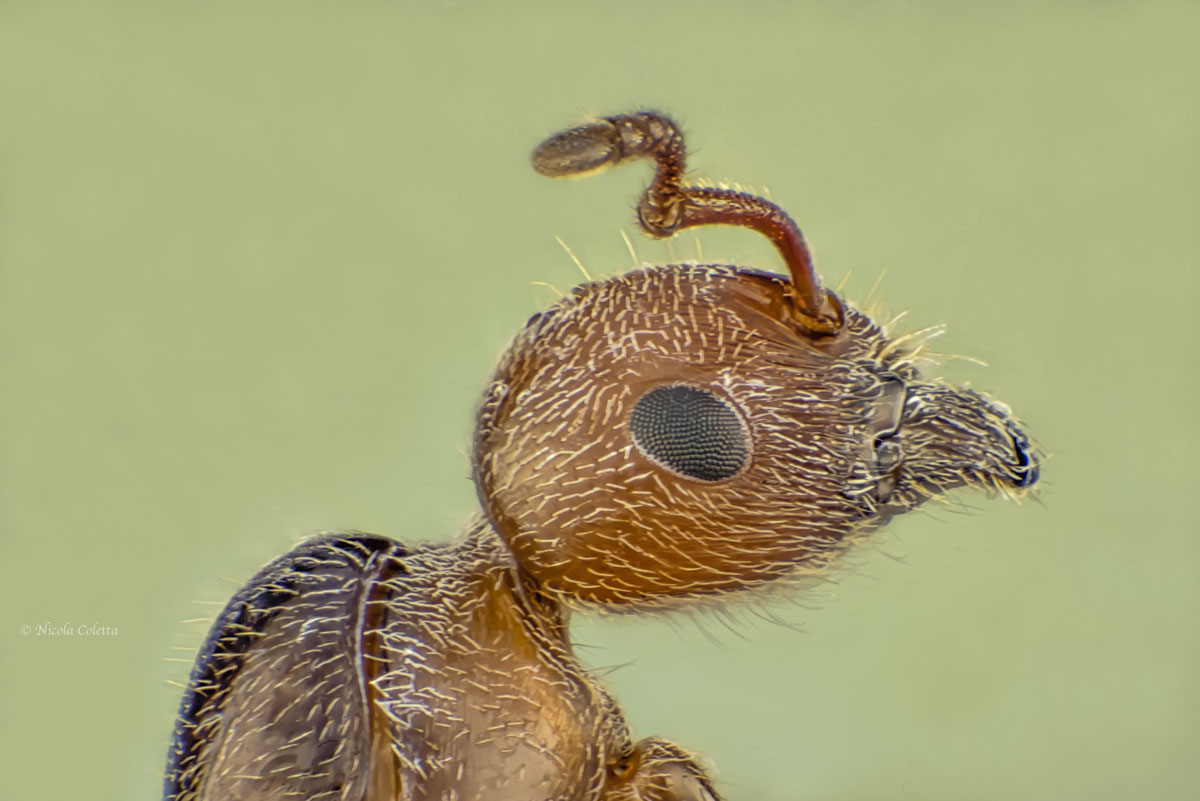 Macro...