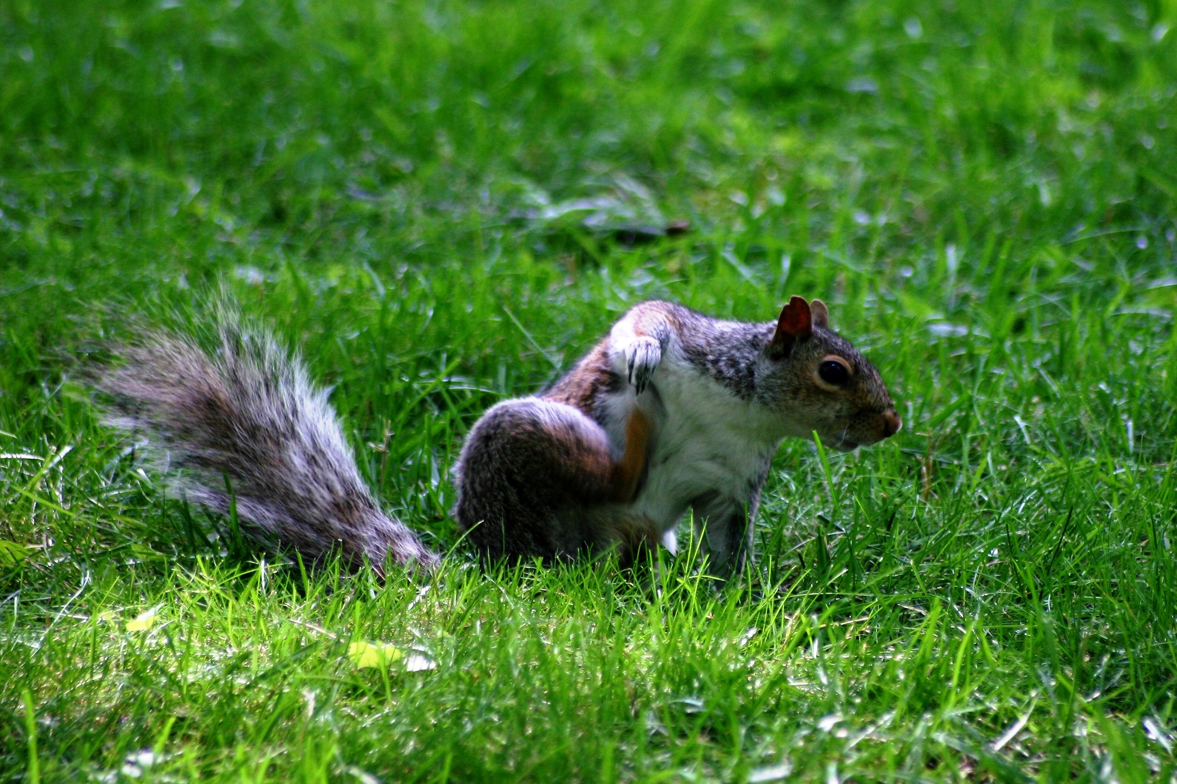 The Central Park squirrel scratches itself...