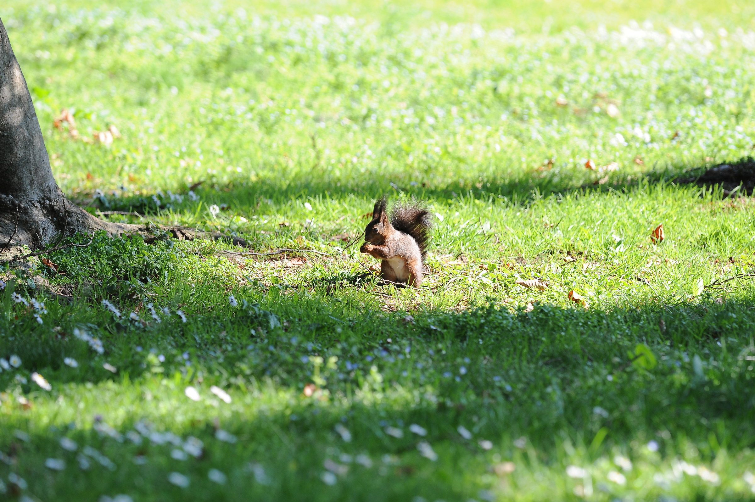 squirrel at the calloria Simione park...