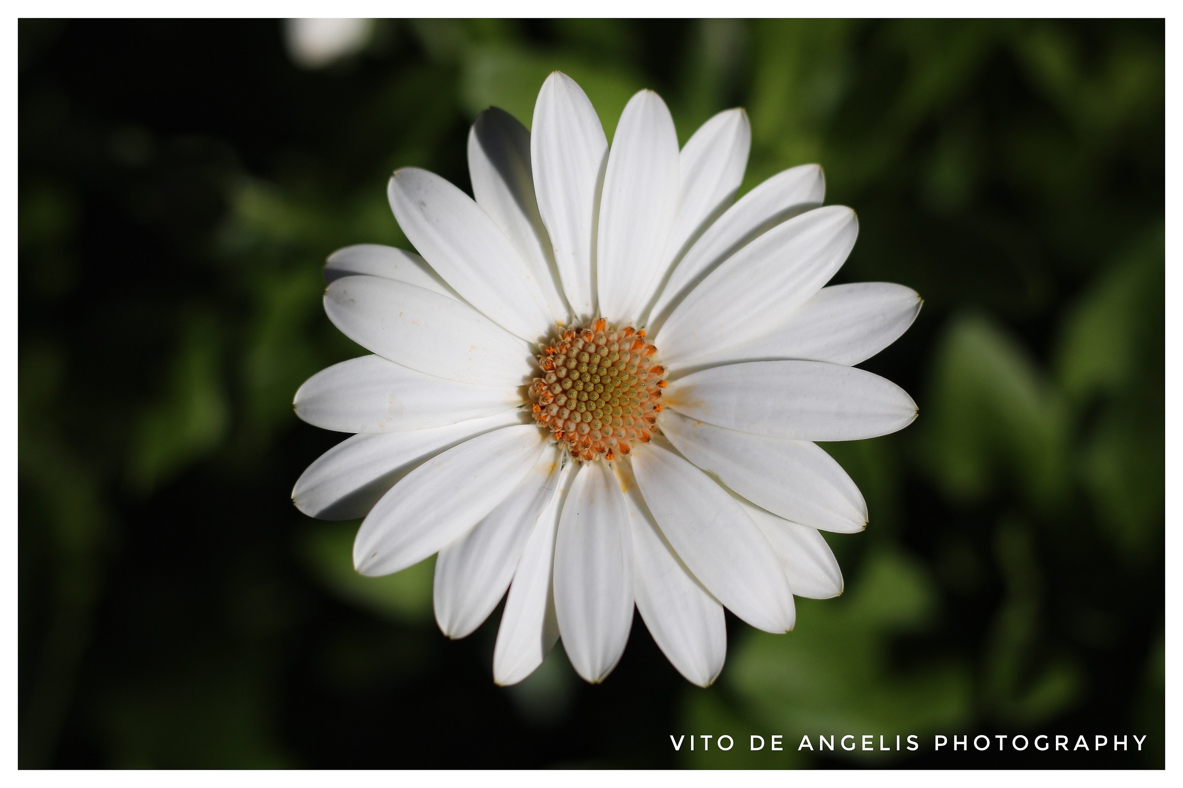 Flower in winter...