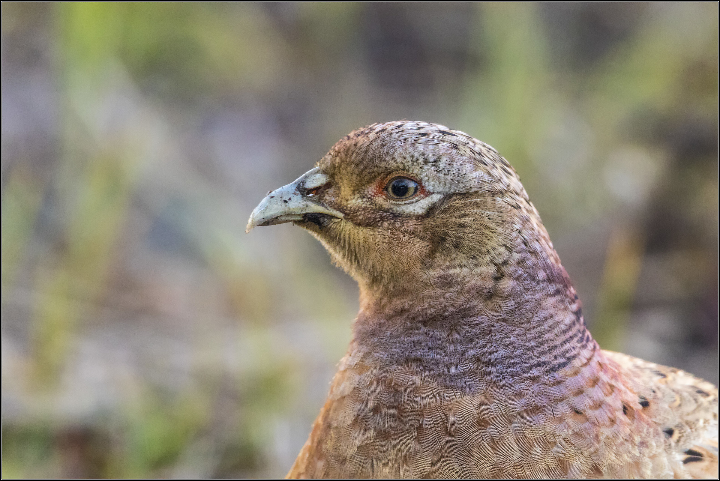 pheasant ... close up...