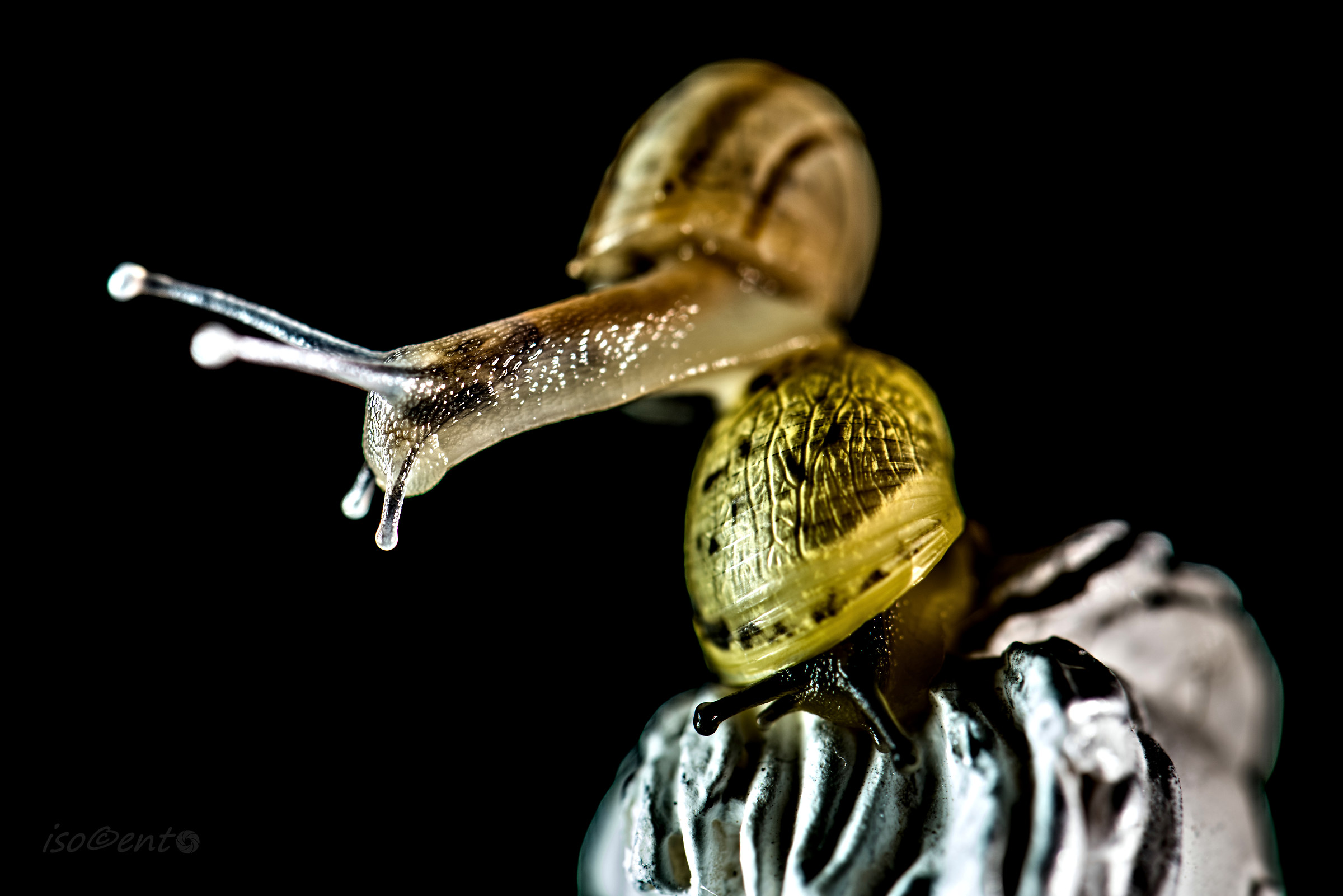 "slow as a snail"? but when ever !!!...