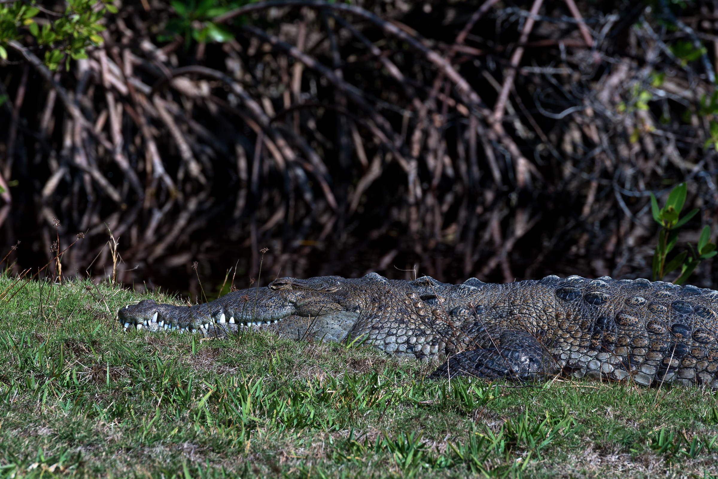 Crocodile at the Fairchild Tropical Garden...