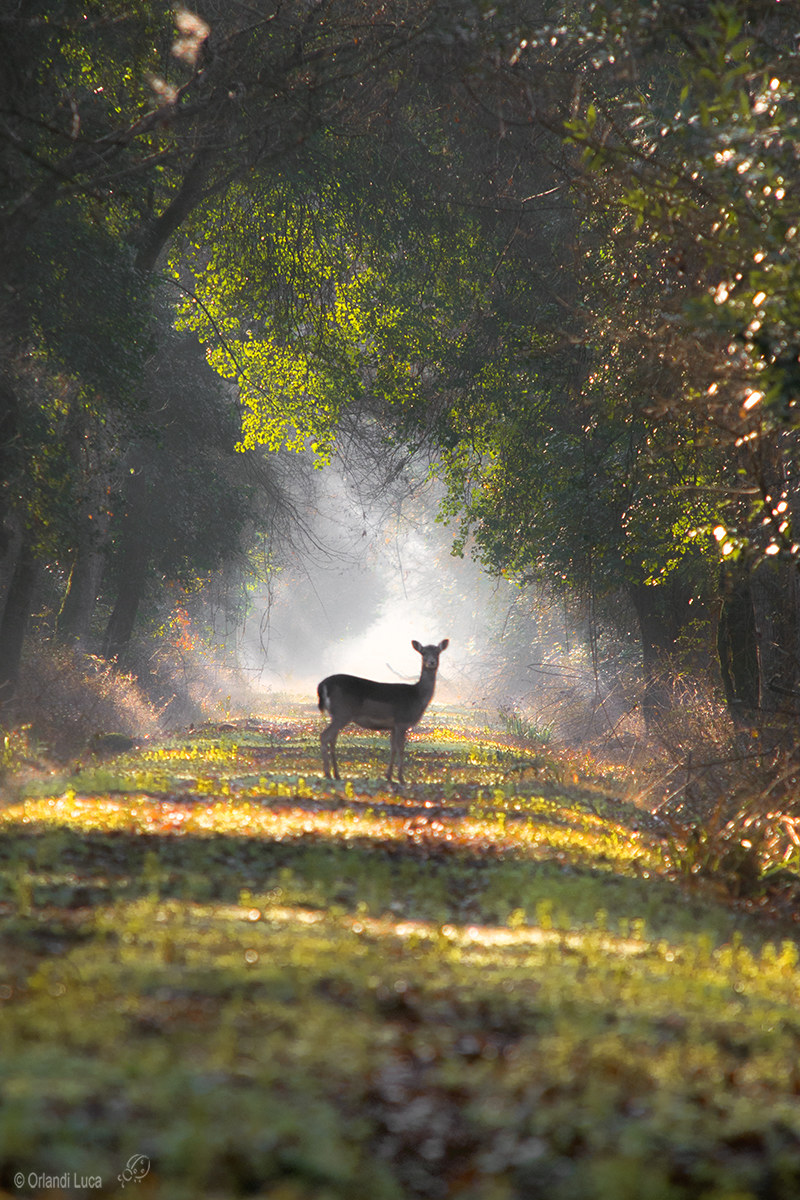 Fallow deer in the rays of dawn...