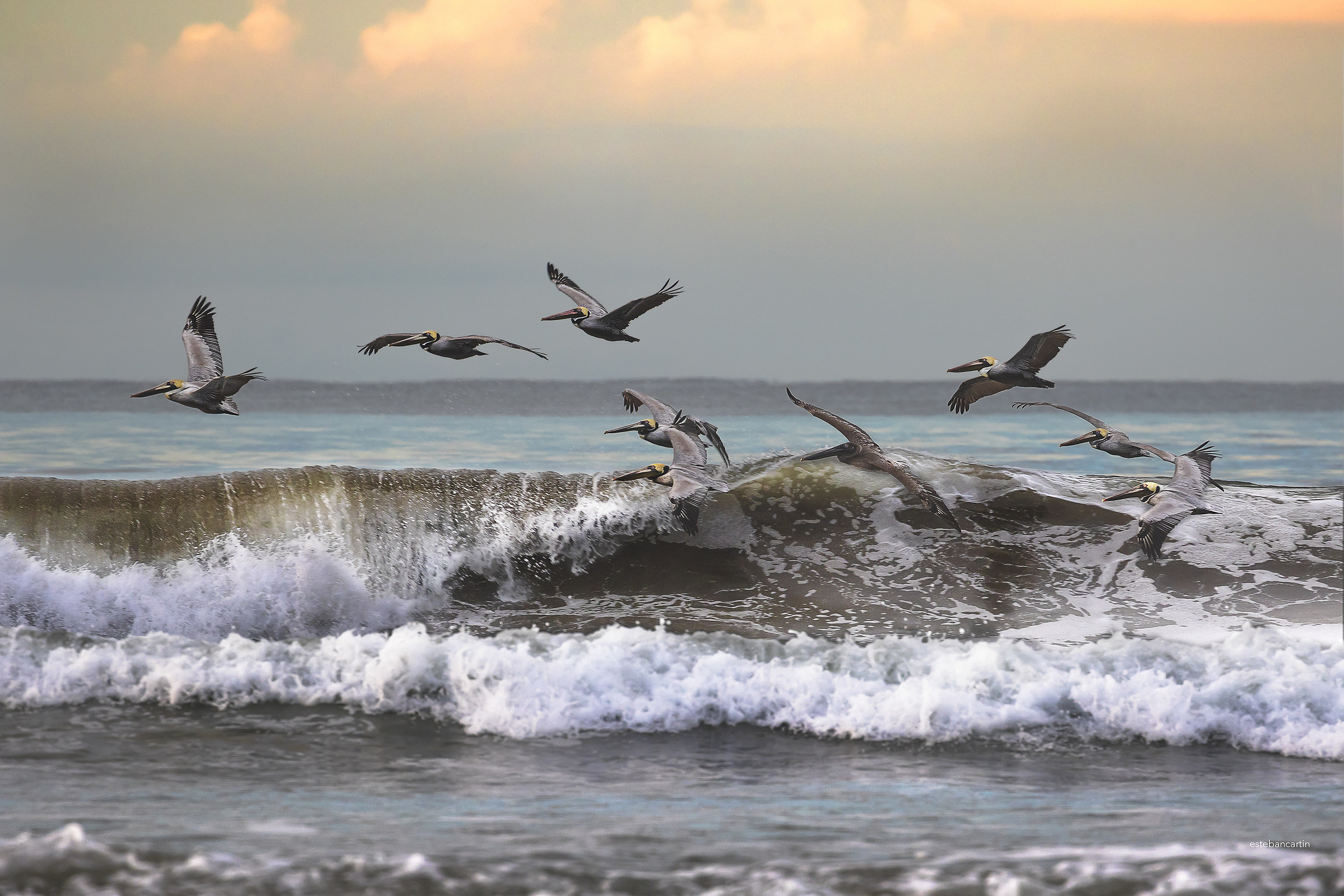 The dance of the pelicans...