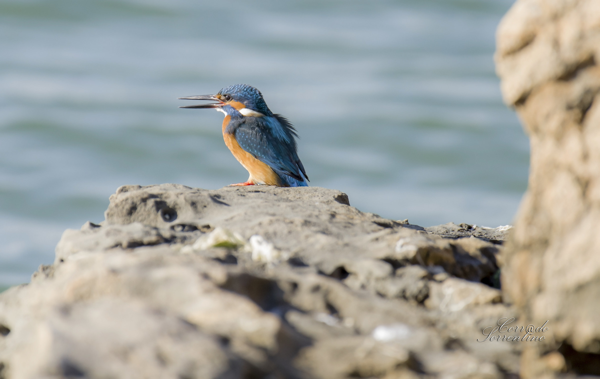 Kingfisher...