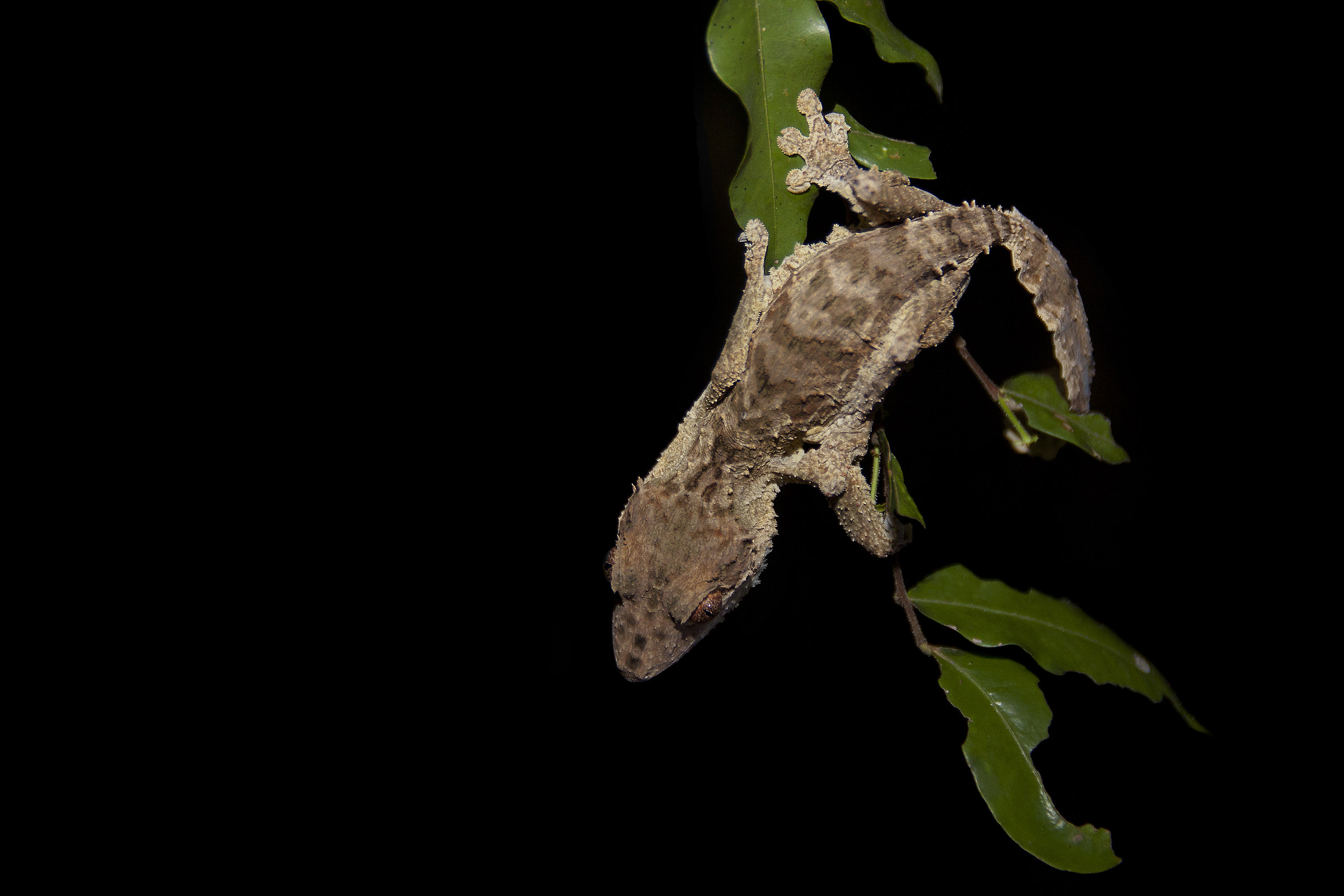 Uroplatus 2...