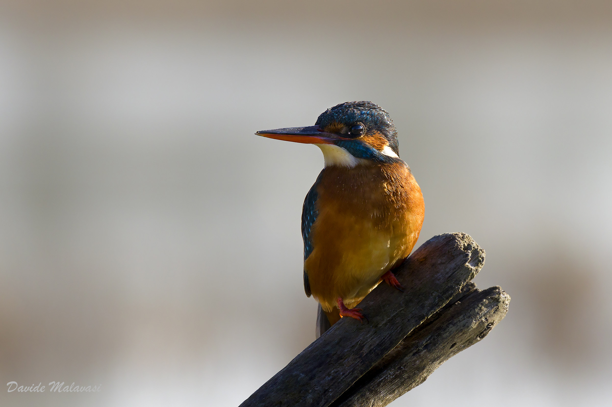 Kingfisher...