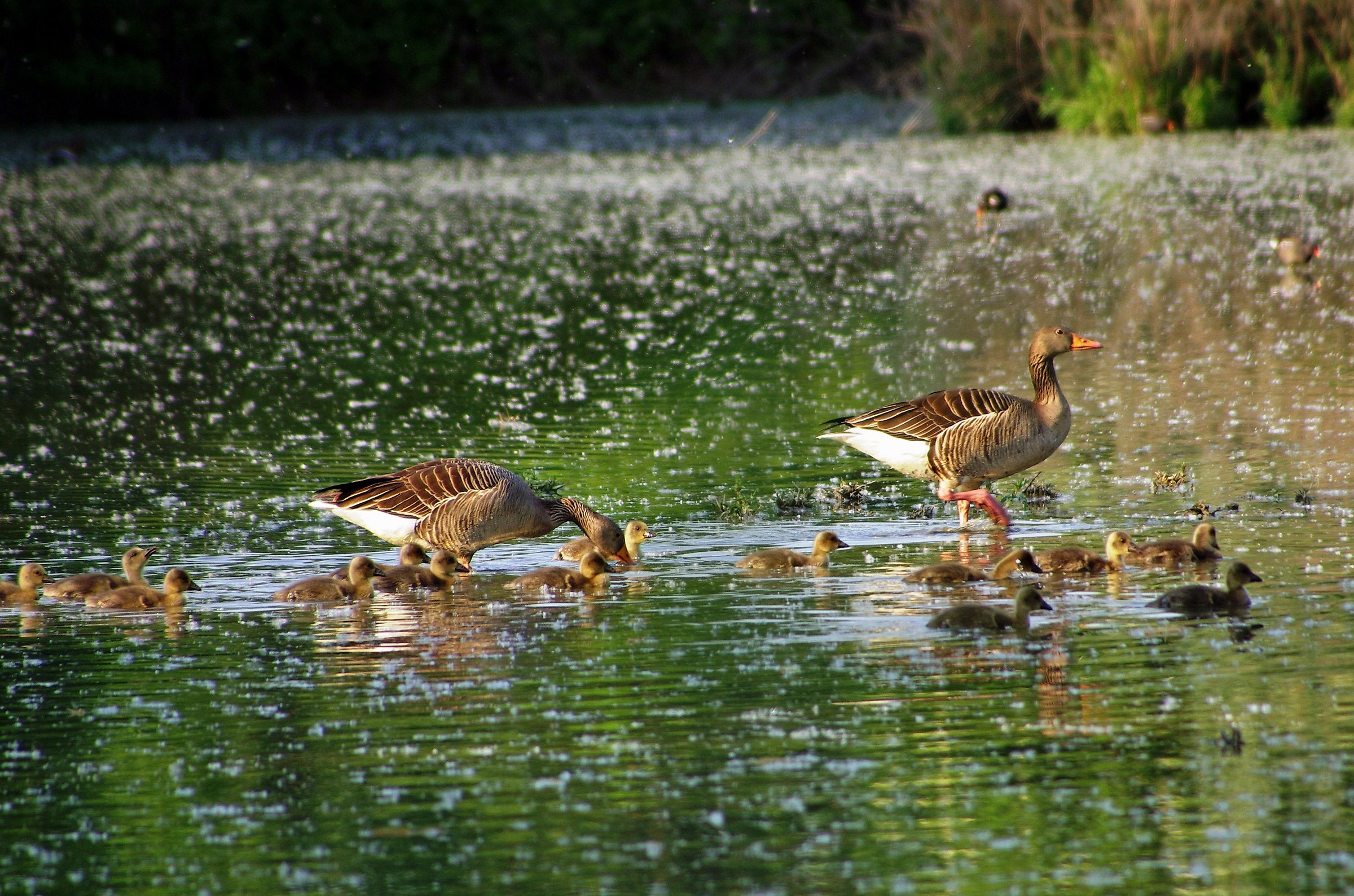 Large family ... (wild goose)...