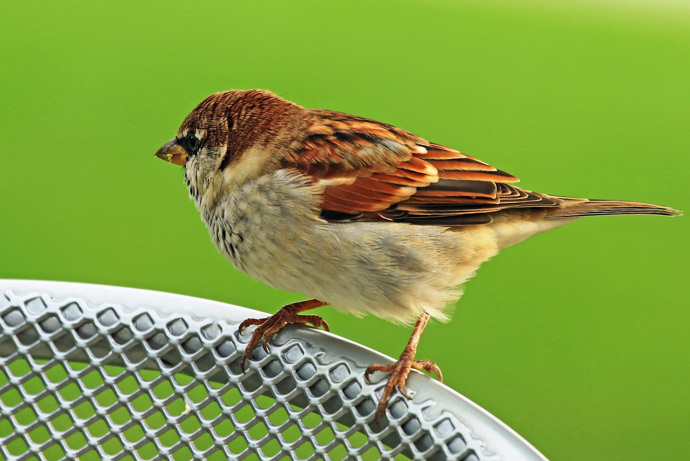 Sparrow (Passer italiae)...