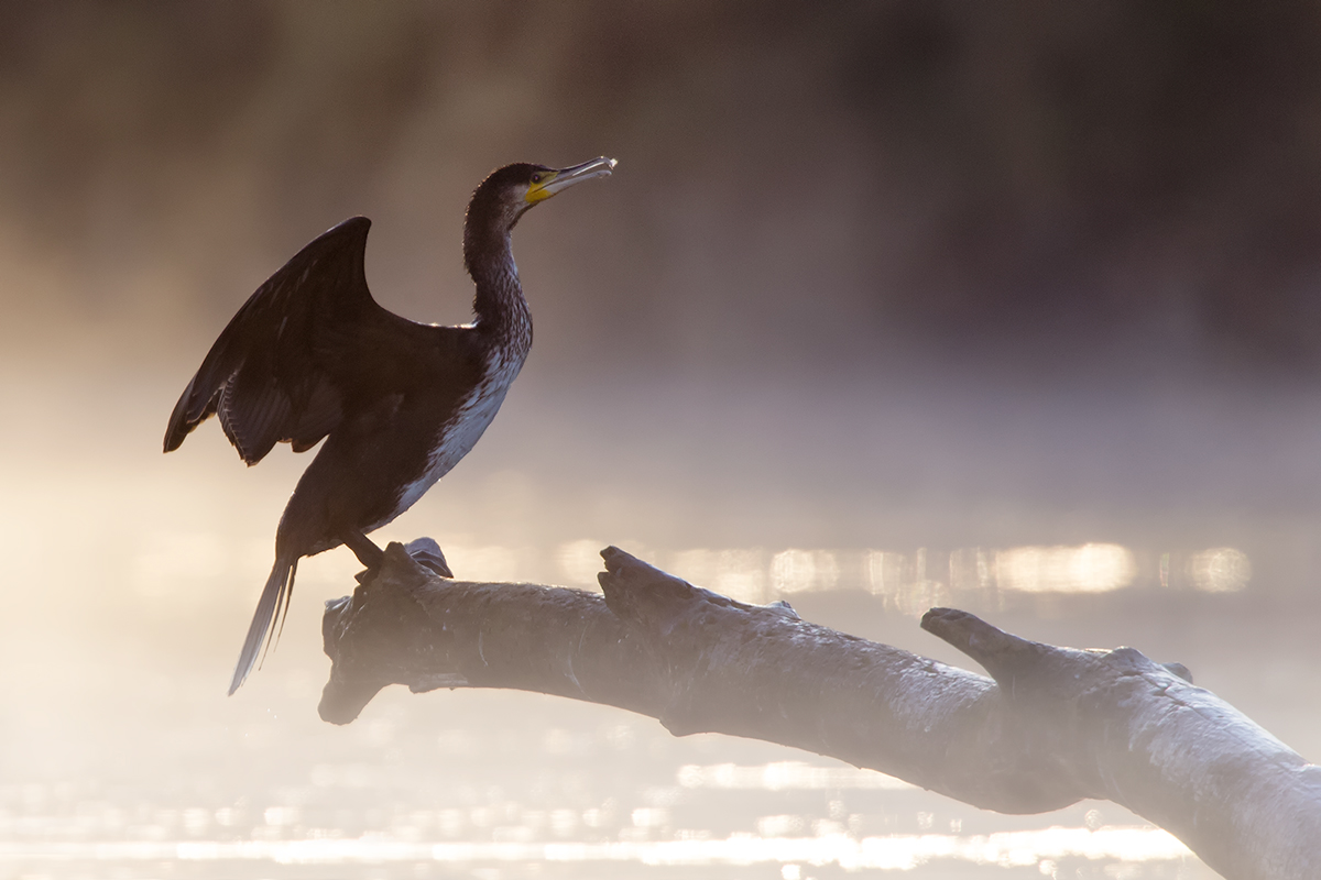 Cormorant...