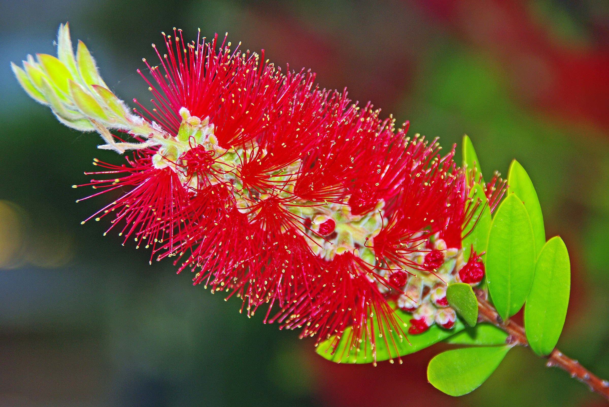 Bottlebrush-2...