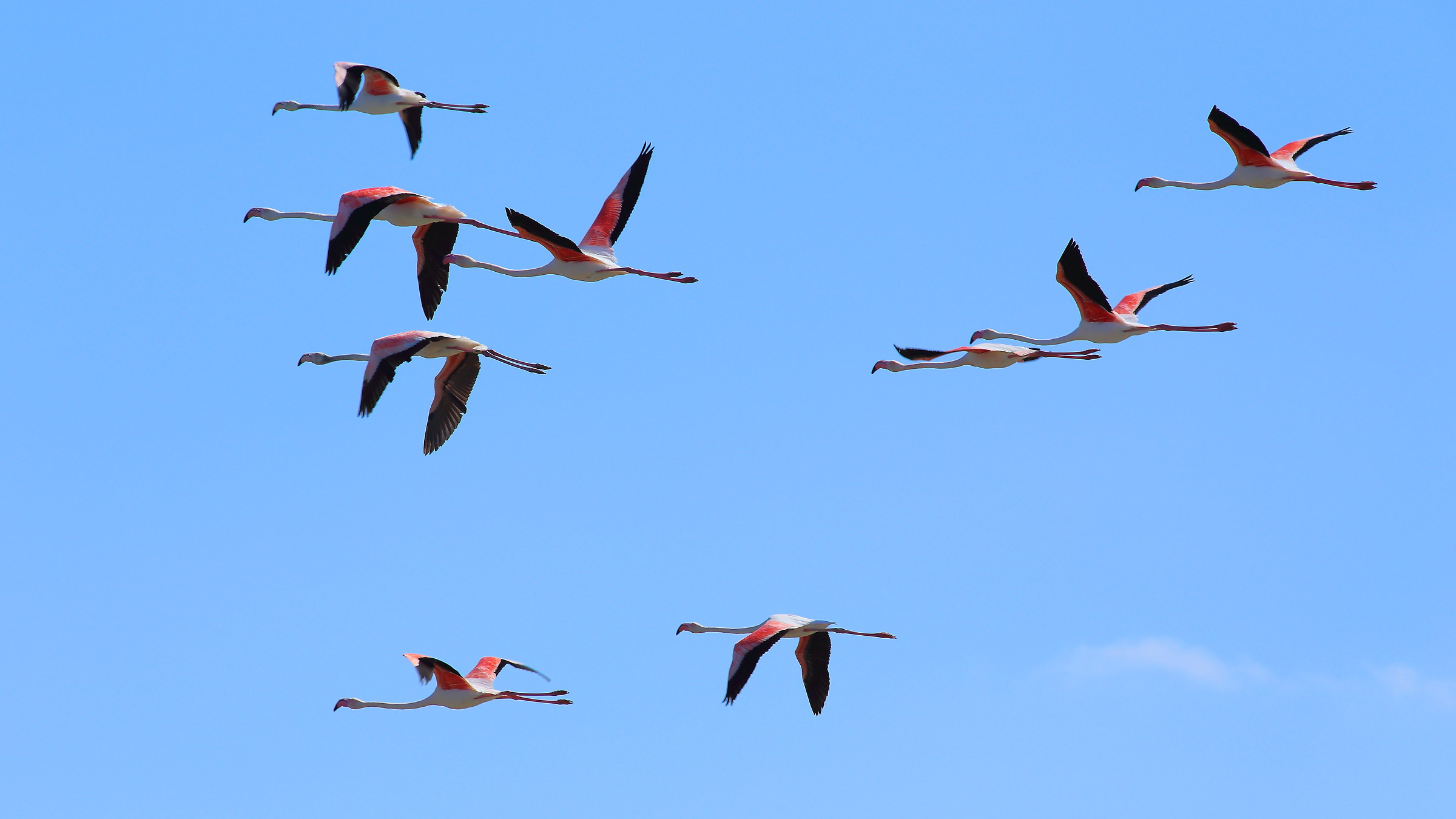 The flight of flamingos...