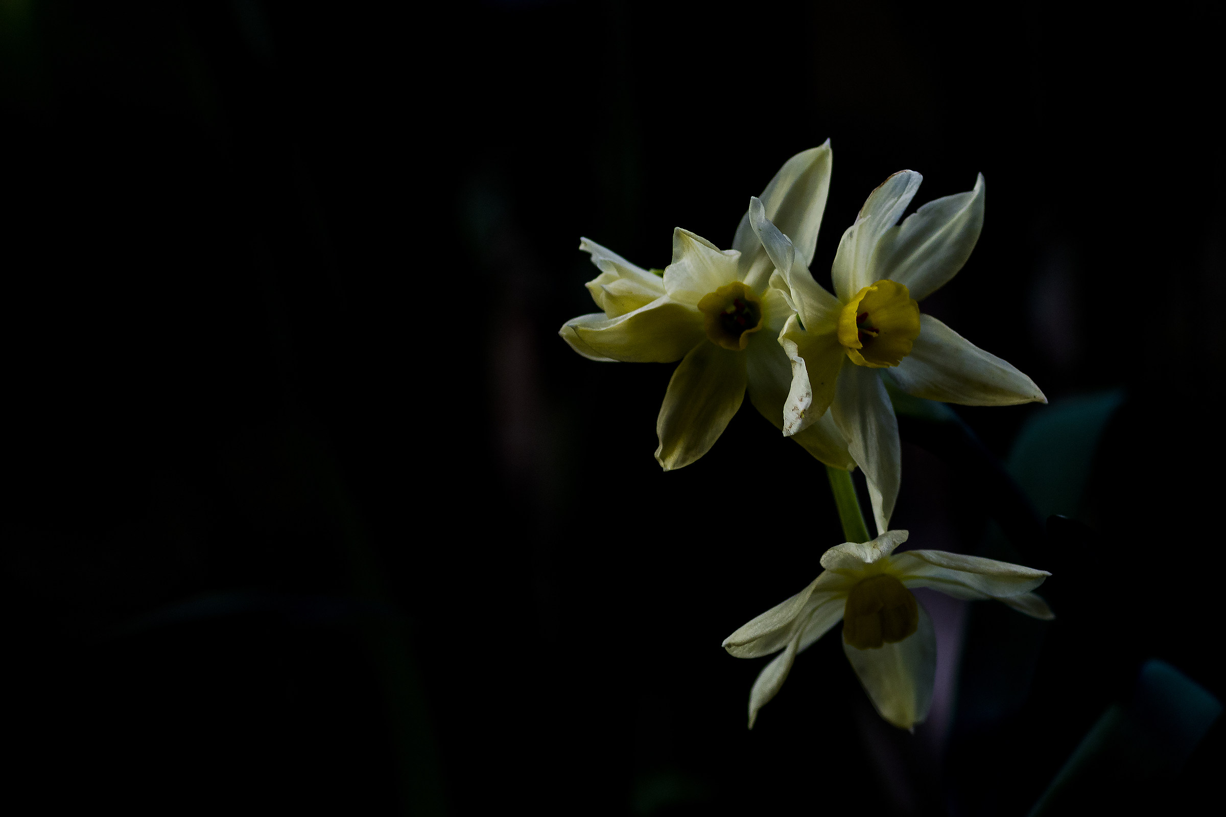 The first narcissus...