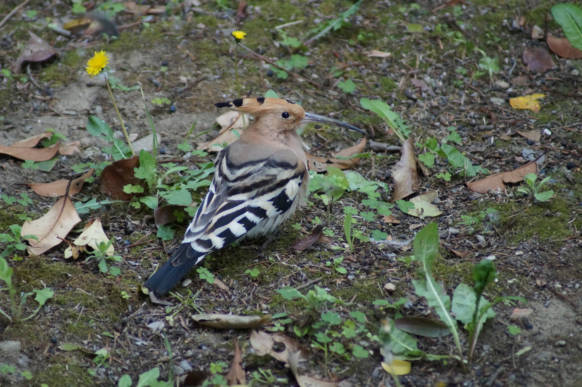 Hoopoe in front of the house...