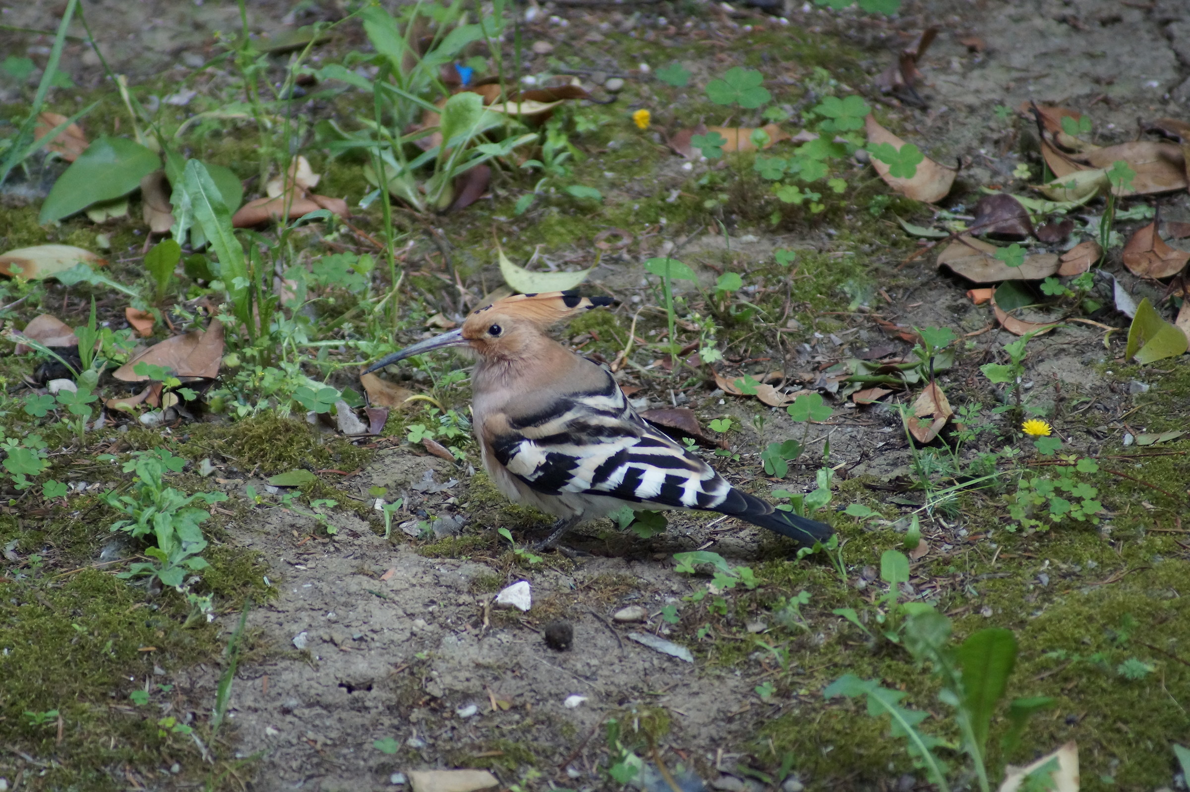 Hoopoe in front of the house...