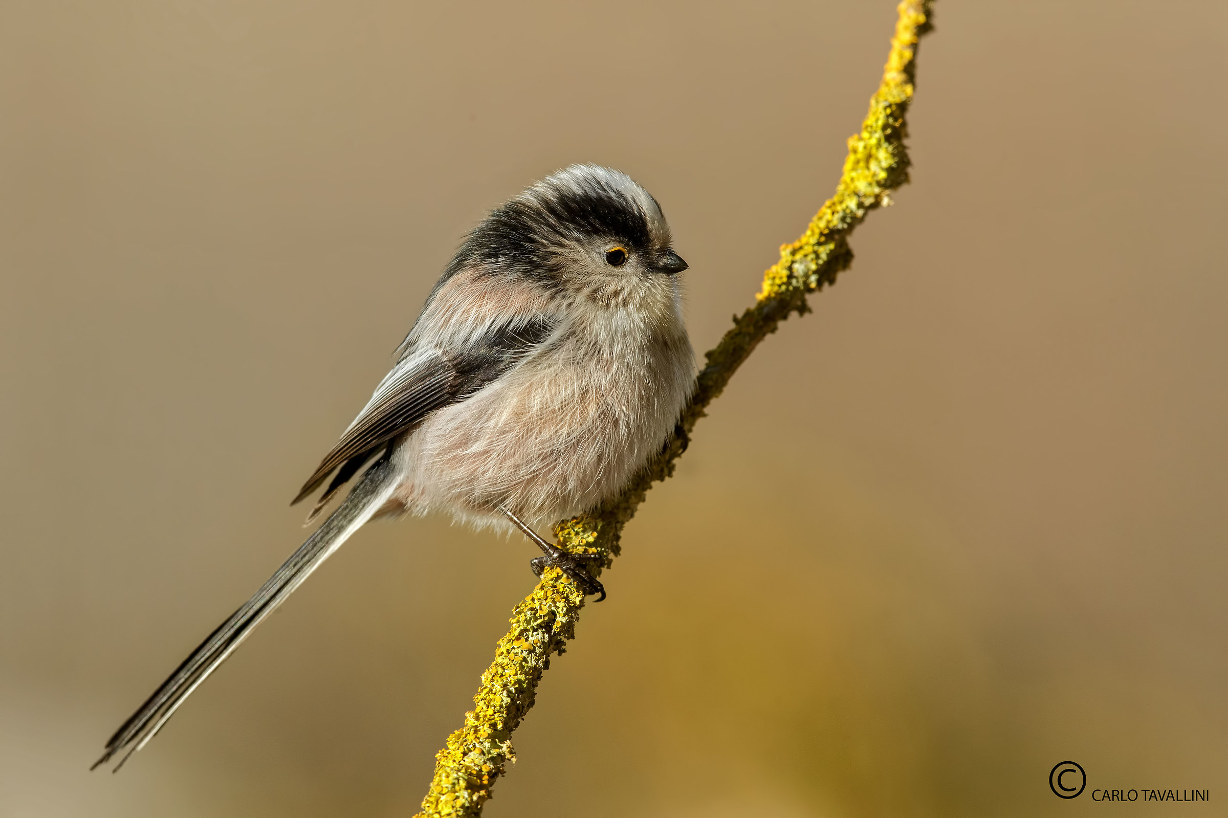 Long-tailed Tit...