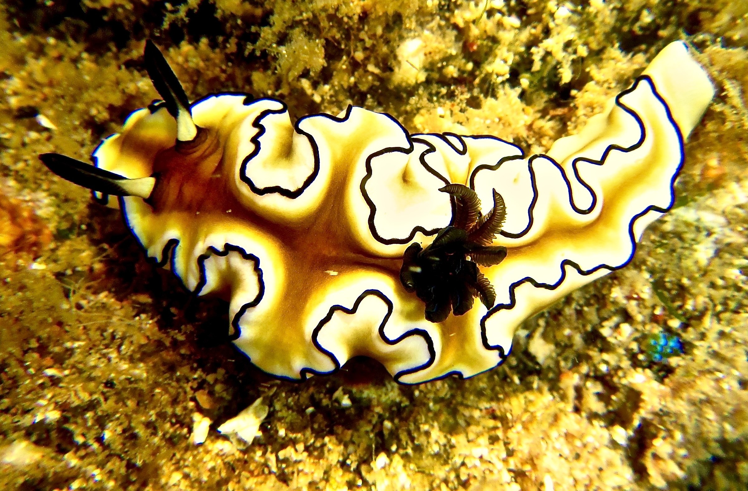 nudibranch...