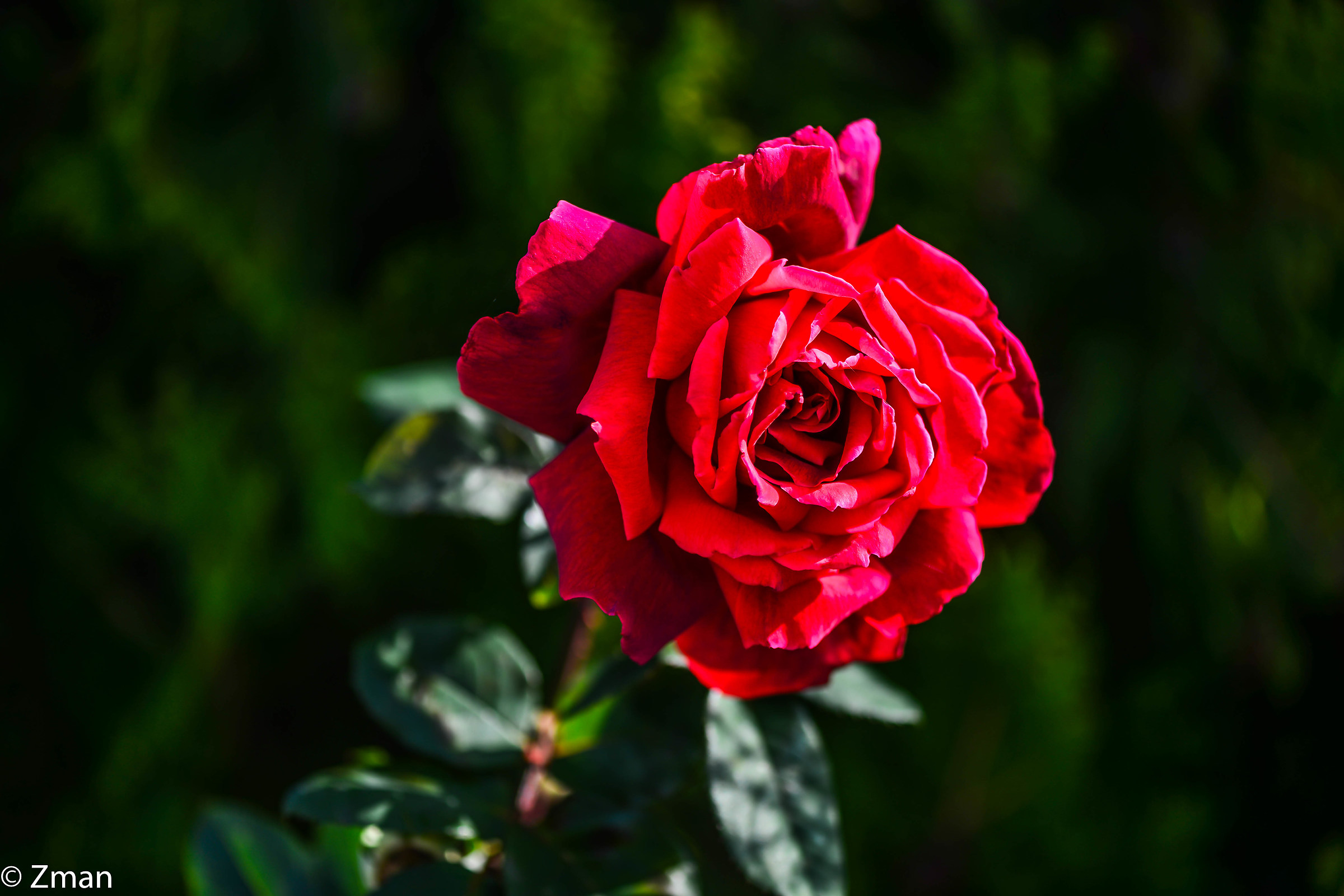 Rosa rossa