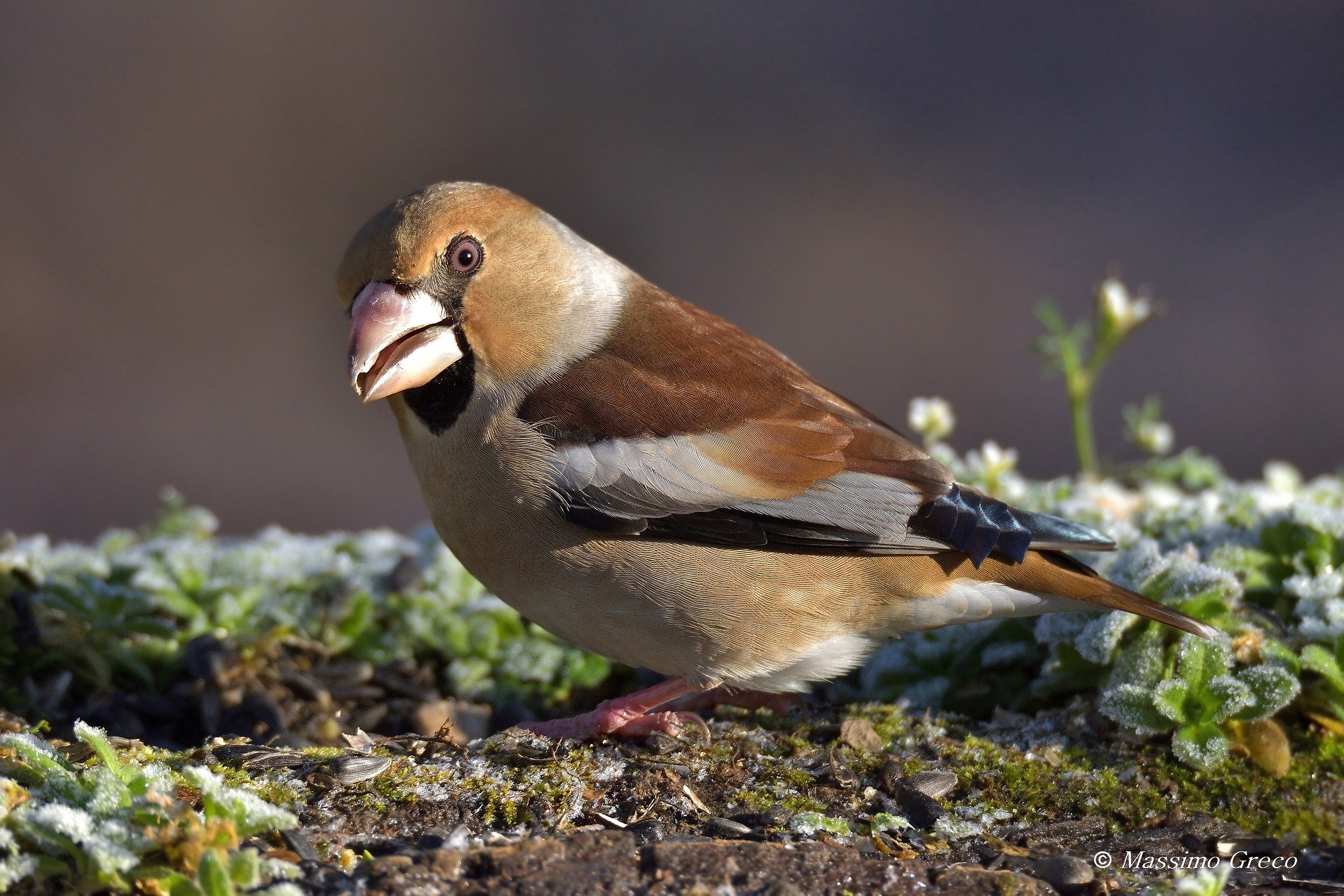 Hawfinch (Coccothraustes coccothraustes)...