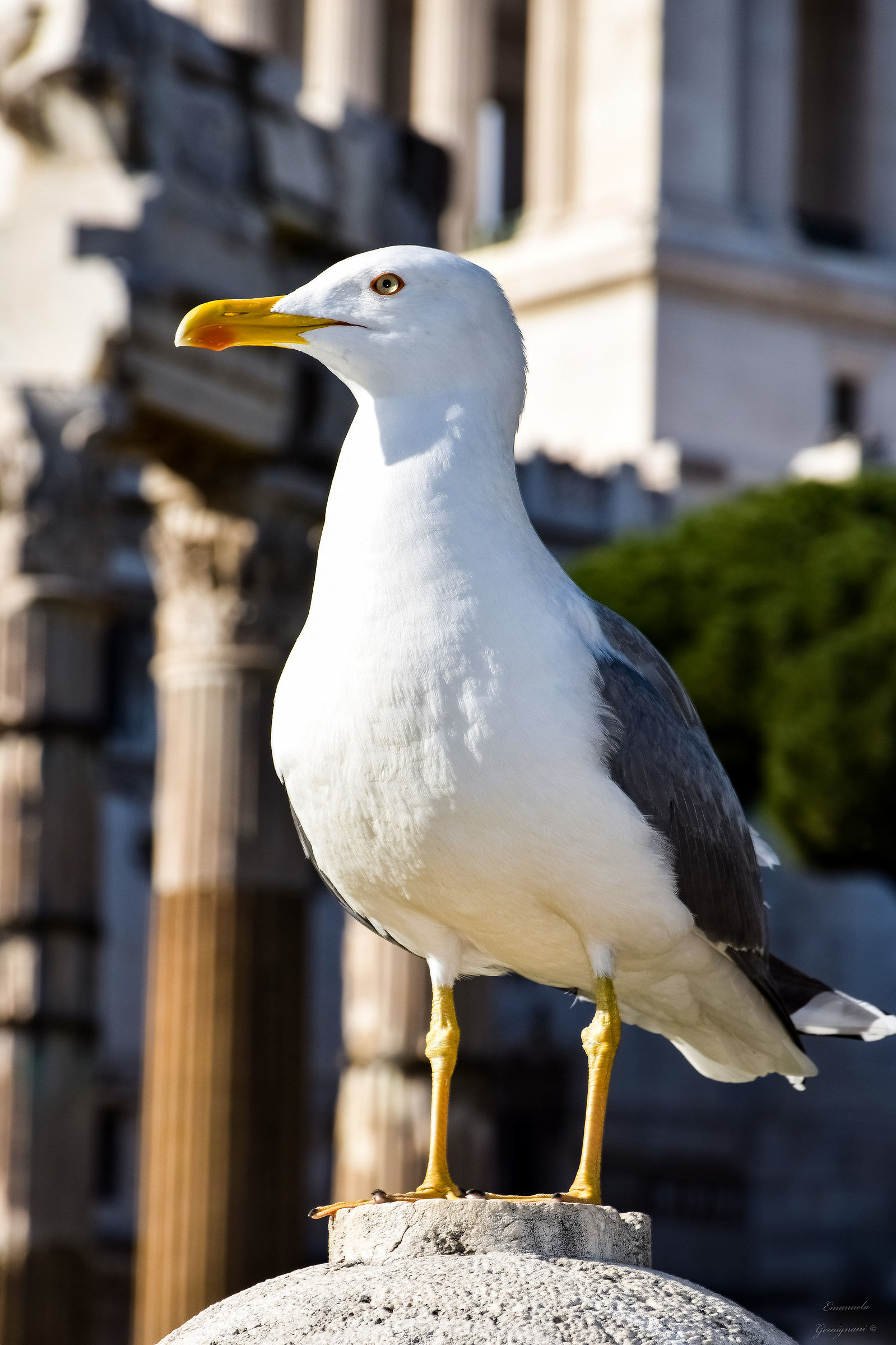 The Roman seagull...