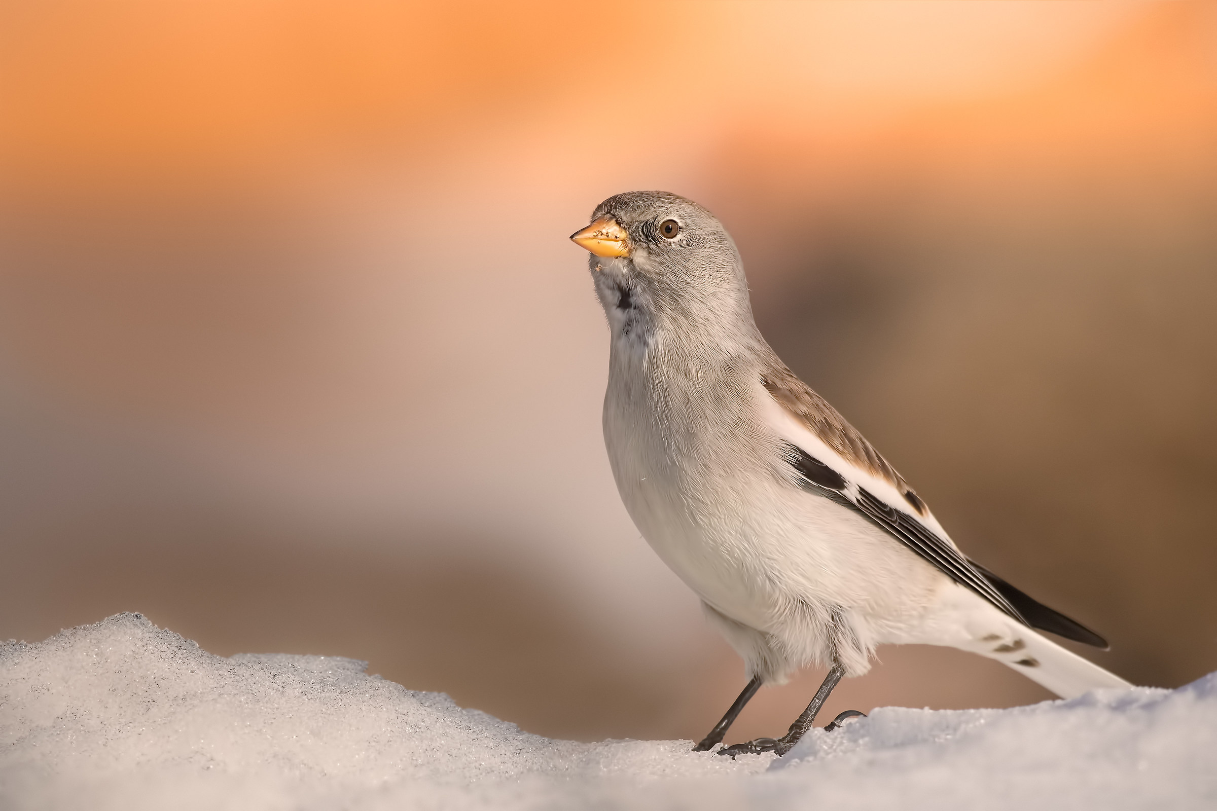 Alpine chaffinch...