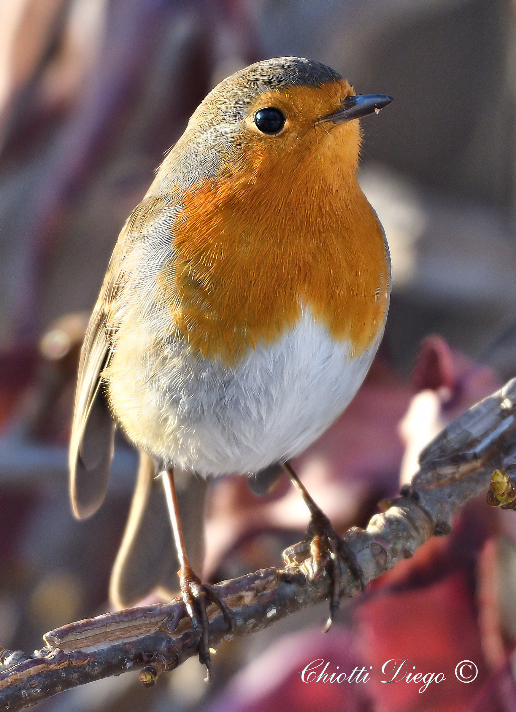 Robin...