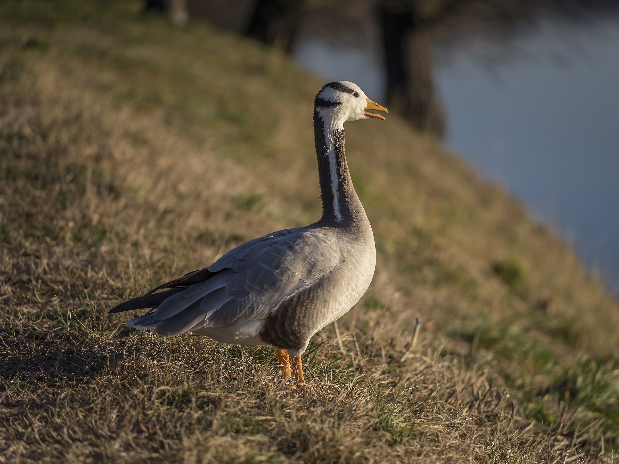 Indian goose on the Ticino - 16...