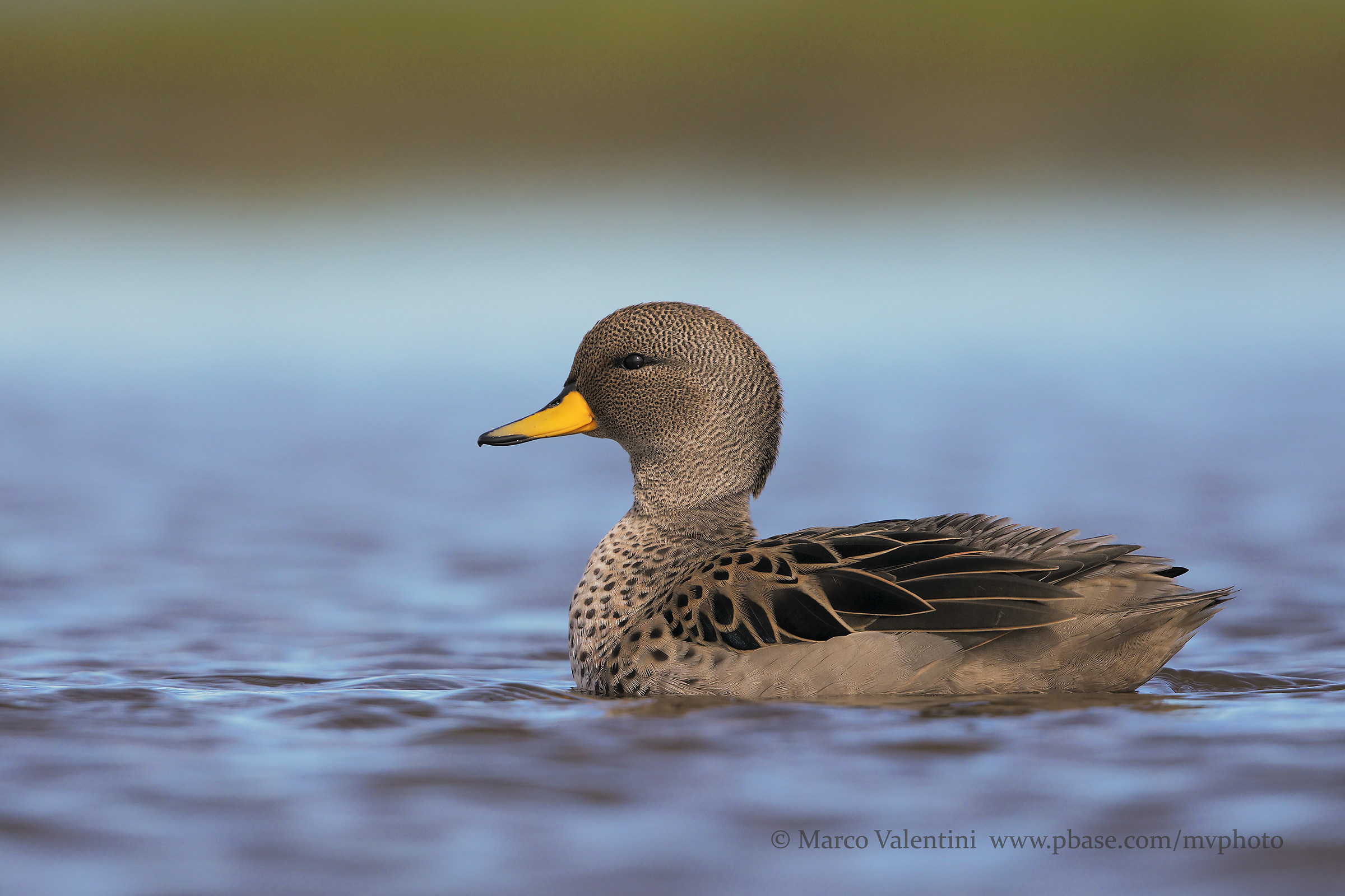 Yellow-billed teal...