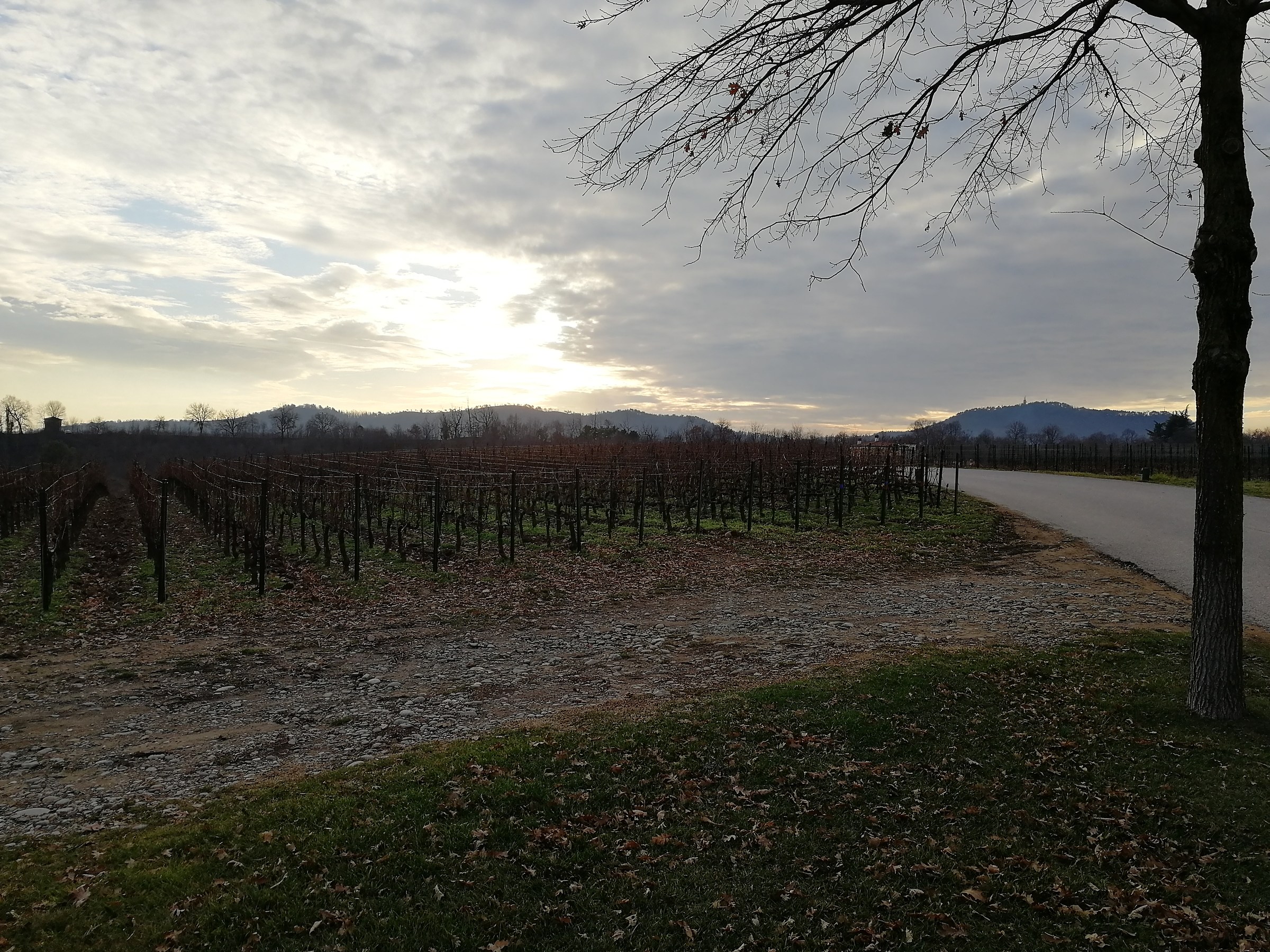 Sunset in the vineyards...